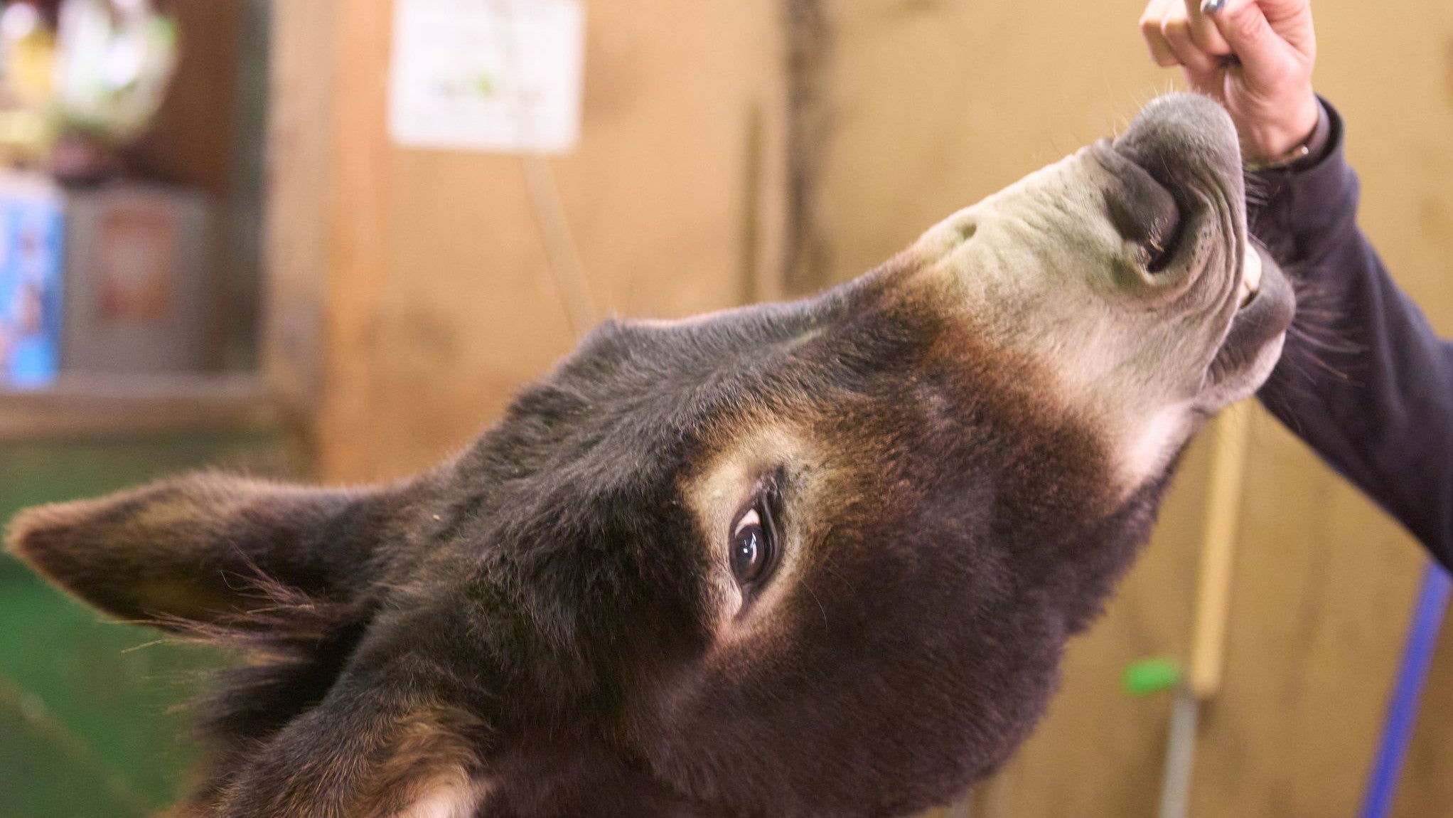 24.09.2025, Rheinland-Pfalz, Th&uuml;r: Denise Rohweder mit einem ihrer Esel. Auf dem Begegnungsbauernhof Tierliebe Th&uuml;r kann man Esel streicheln um Stress abzubauen. (Thomas Frey/dpa)

