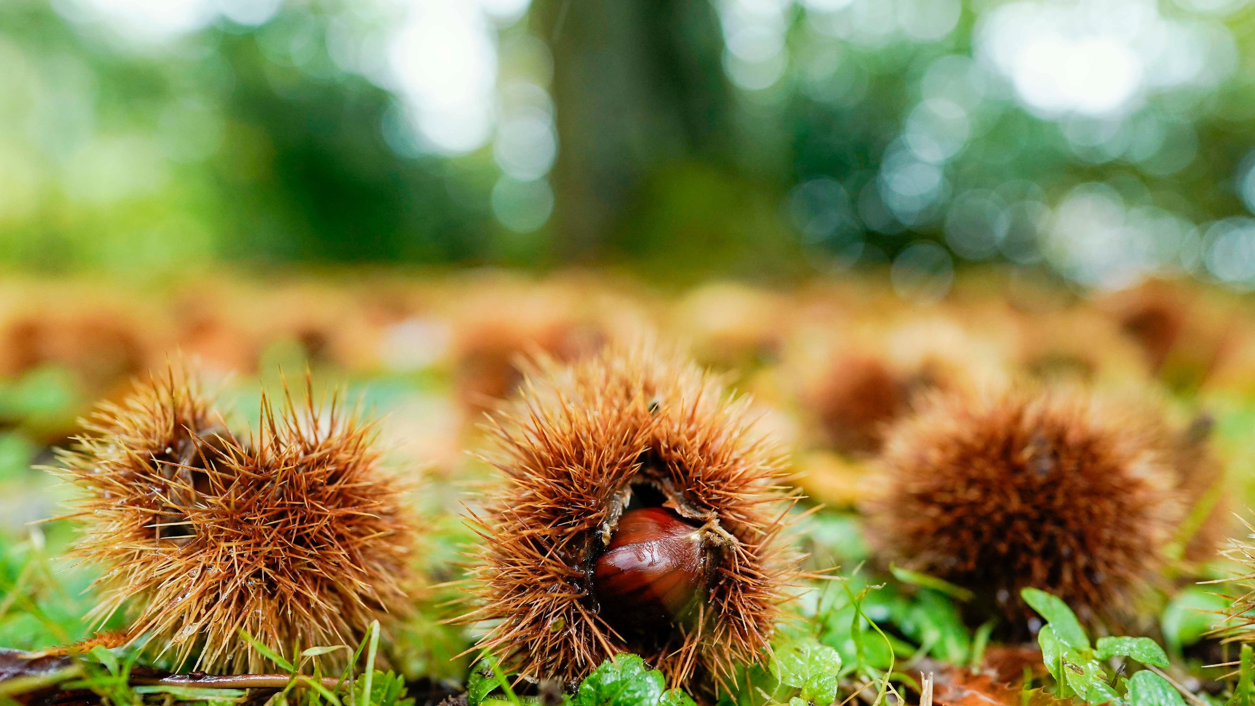 26.10.2023, Rheinland-Pfalz, Neustadt an der Weinstra&szlig;e: Kastanien liegen in der Umgebung des &laquo;Pf&auml;lzer Keschdeweg&raquo;, dem Pf&auml;lzer Edelkastanienweg, auf dem Boden. Forstwirte in Rheinland-Pfalz und im Saarland setzen Hoffnungen in die Esskastanie als Zukunftsbaum. Einst von den R&ouml;mern nach Deutschland gebracht, scheint sie gut mit den Folgen des Klimawandels umgehen zu k&ouml;nnen. Foto: Uwe Anspach/dpa +++ dpa-Bildfunk +++