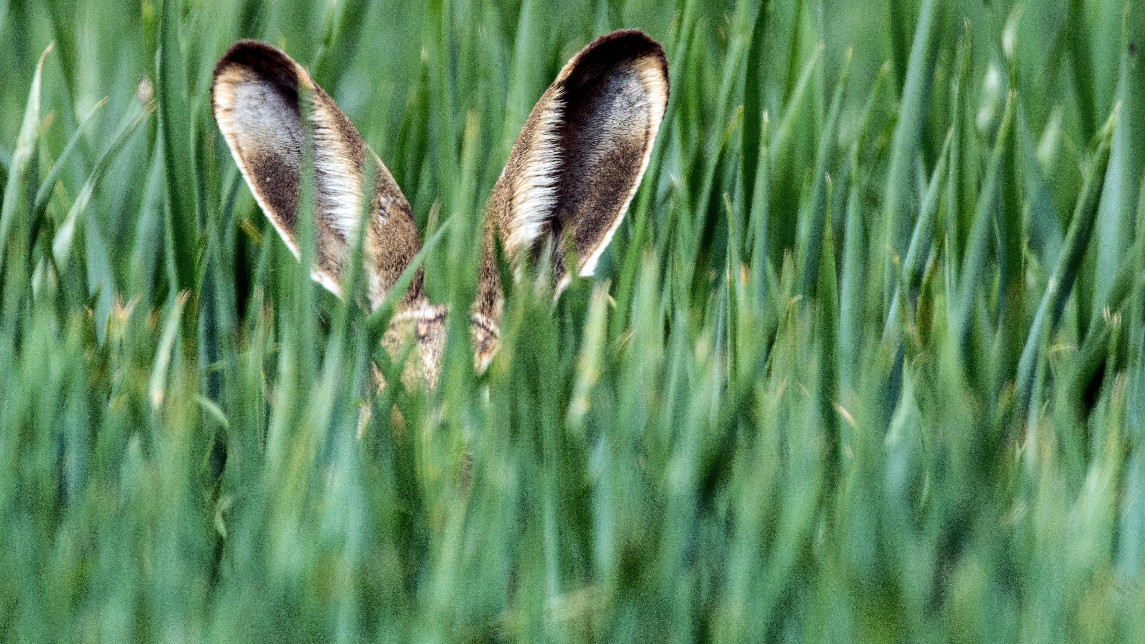 Neuranft, Brandenburg: Nur die langen Ohren eines Feldhasen ragen aus einem Getreidefeld im Oderbruch. Die J&auml;ger haben wieder die Hasen gez&auml;hlt. Rechtzeitig zu Ostern gibt es dabei gute Nachrichten, auch in Niedersachsen ist der Bestand stabil. (zu dpa "Niedersachsens Hasen trotzen Wetter und anderen Gefahren" vom 26.03.2018) Foto: Patrick Pleul/dpa-Zentralbild/dpa +++ dpa-Bildfunk +++