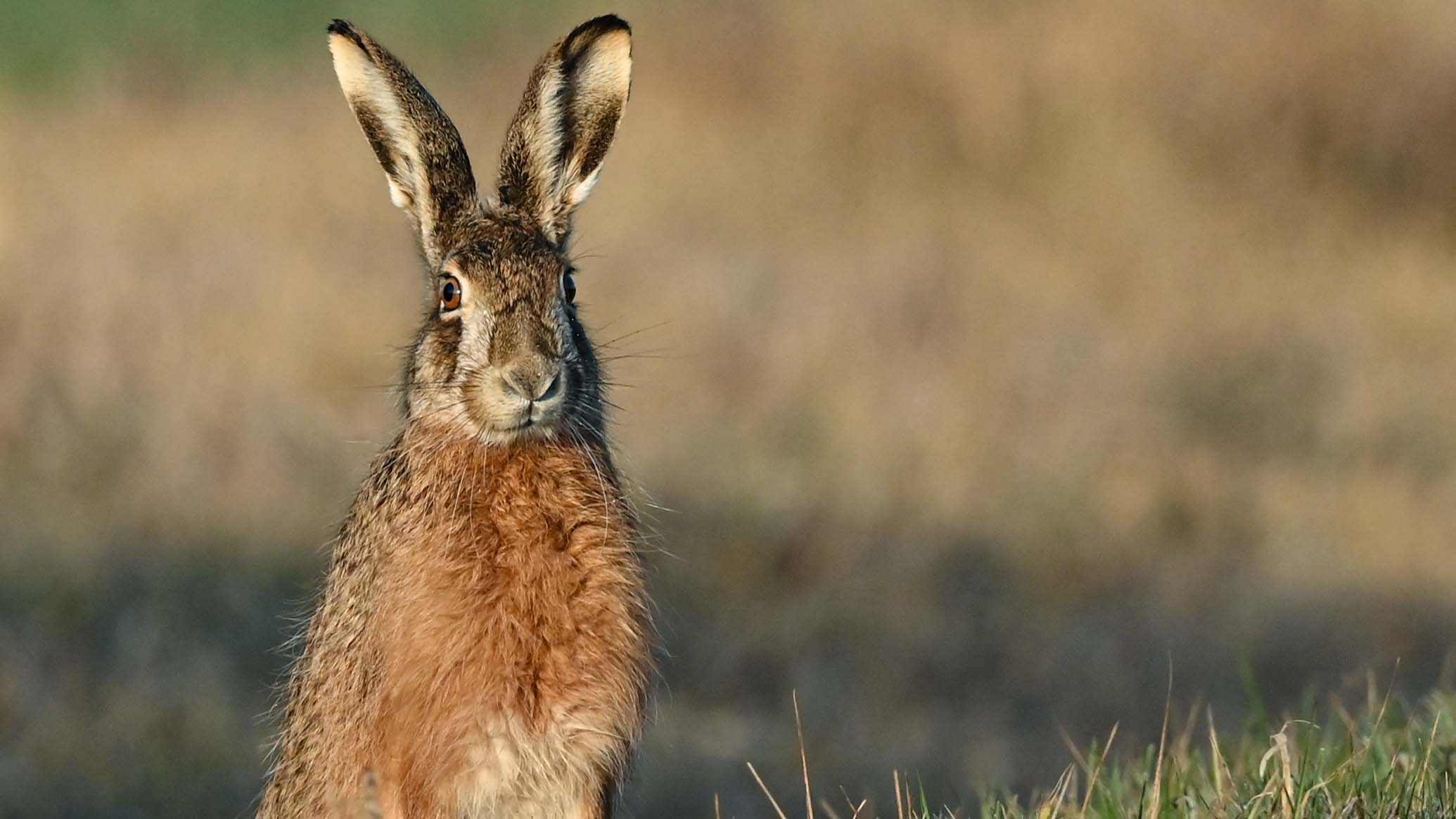 ARCHIV - 19.03.2021, Brandenburg, Reitwein: Ein Feldhase (Lepus europaeus) hockt am fr&cedil;hen Morgen an einem Feldrand im Oderbruch, einer Kulturlandschaft im Osten des Landes Brandenburg. Der Feldhase wird im Volksmund auch Meister Lampe genannt. Besonders in den Morgenstunden k&circ;nnen im Oderbruch auf den ausgedehnten Feldern und Wiesen viele Wildtierarten beobachtet werden. Foto: Patrick Pleul/dpa-Zentralbild/dpa +++ dpa-Bildfunk +++
