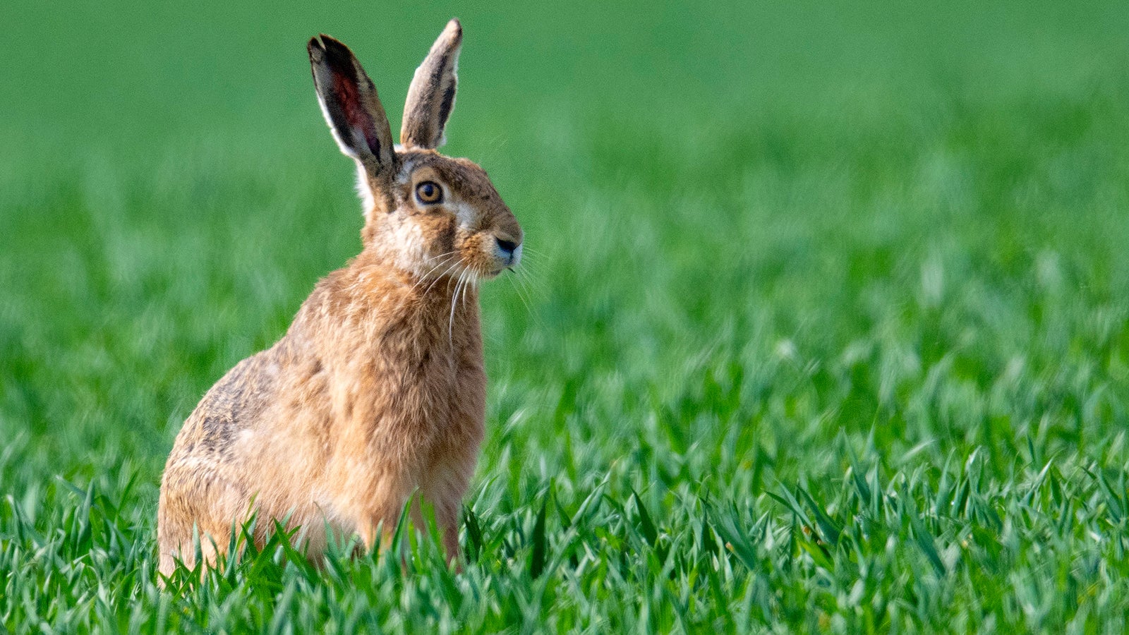 ARCHIV - 01.04.2021, Hessen, Nieder-Erlenbach: Ein Feldhase sitzt auf einem Acker. Angesichts der teils nasskalten Witterung im vergangenen Jahr sind die Bestandszuw&auml;chse 2021 geringer ausgefallen als in den Vorjahren (zu dpa &laquo;Wetter bremst Feldhasen - Bestand in Hessen leicht gewachsen&raquo;). Foto: Boris Roessler/dpa +++ dpa-Bildfunk +++