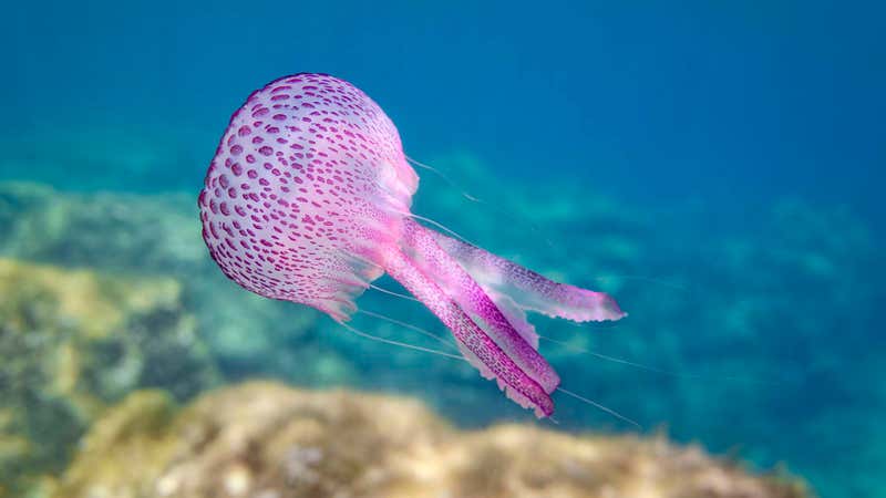 Lila, apfelgroß, extrem schmerzhaft Quallenplage im Mittelmeer