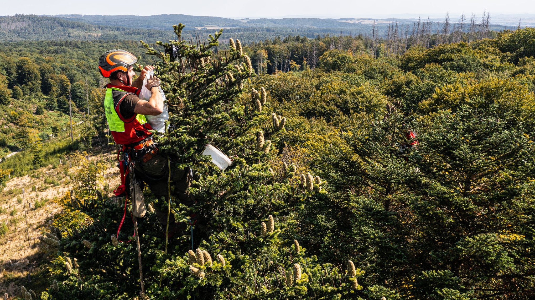 27.08.2025, Nordrhein-Westfalen, Paderborn: Der Forstwirt Marvin Eichelmann von Wald und Holz NRW steht zur Samenernte in den Wipfeln einer Wei&szlig;tanne und erntet die reifen Zapfen (Luftaufnahme mit einer Drohne). (Guido Kirchner/dpa)