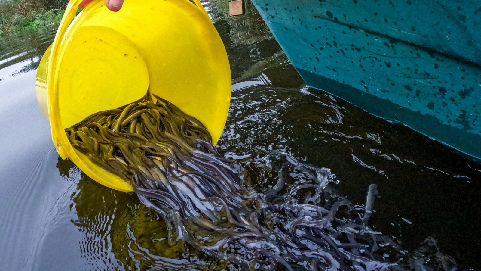 02.09.2025, Mecklenburg-Vorpommern, Schwaan: Armin Butz vom Landesanglerverband setzt von einem Boot aus Satzaale in die Warnow ein. Foto: Jens B&uuml;ttner/dpa