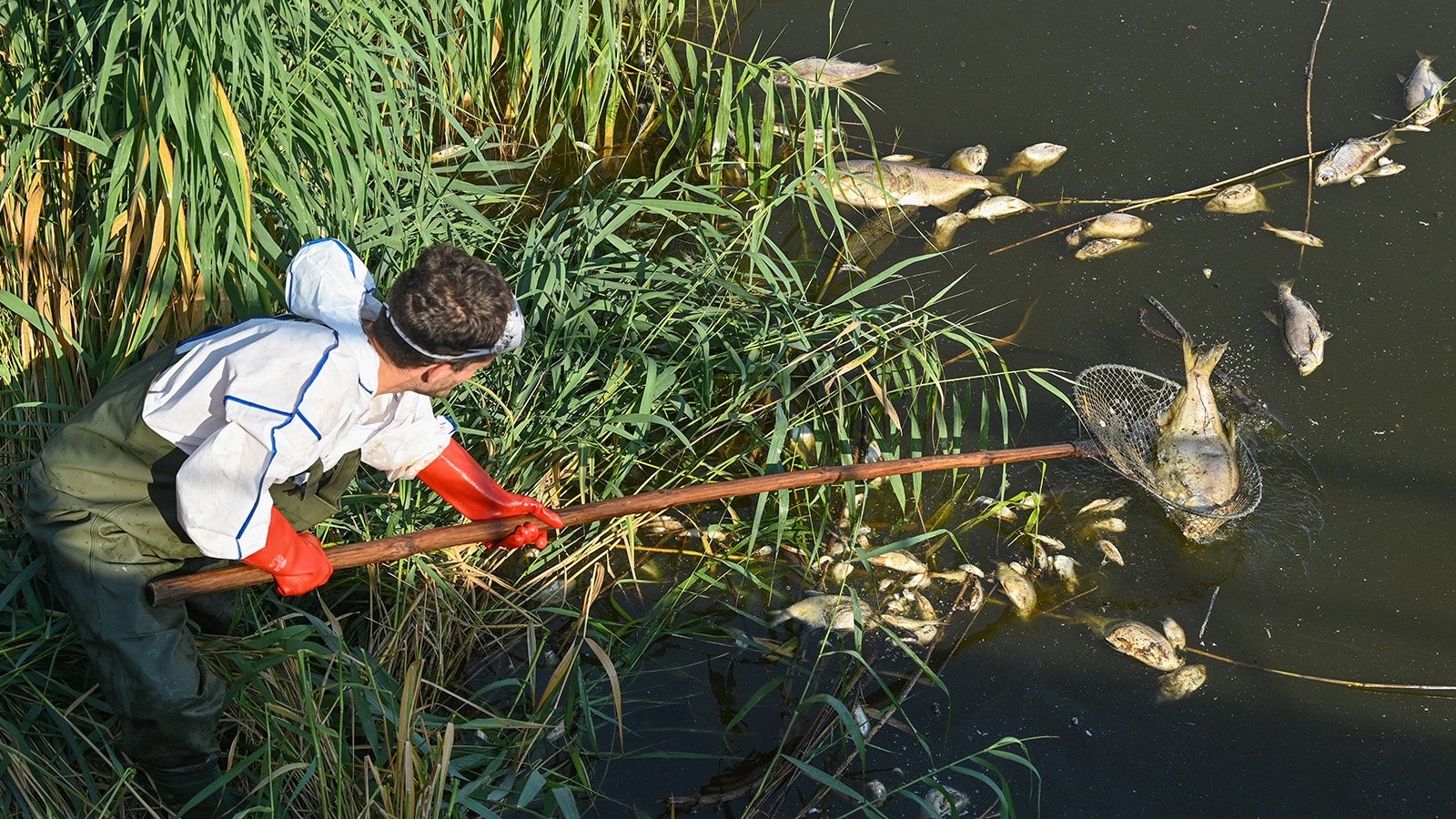 16.08.2022, Brandenburg, Schwedt: Andreas Hein, Ranger bei der Naturwacht Brandenburg, steht mit Schutzbekleidung im deutsch-polnischen Grenzfluss Westoder, nahe dem Abzweig vom Hauptfluss Oder und holt mit einem Kescher tote Fische aus dem Wasser. Mitarbeiter vom Nationalpark Unteres Odertal, Ranger der Naturwacht Brandenburg, Mitarbeiter vom Landkreis Uckermark und freiwillige Helfer sind seit den Morgenstunden mit dem einsammeln von toten Fischen im Gebiet des Nationalparks Unteres Odertal besch&auml;ftigt. Seit mehren Tagen besch&auml;ftigt das massive Fischsterben im Fluss Oder die Beh&ouml;rden und Anwohner des Flusses in Deutschland und Polen. Das Fischsterben in der Oder ist nach Angaben der polnischen Umweltschutzbeh&ouml;rde wahrscheinlich von einer Wasserverschmutzung durch die Industrie ausgel&ouml;st worden. Foto: Patrick Pleul/dpa +++ dpa-Bildfunk +++
