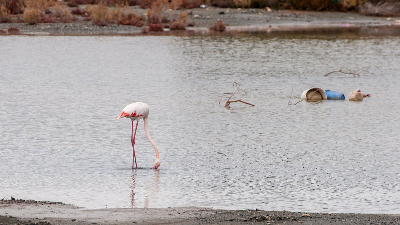 White flamingo bird swimming in the lake and trash in water. Environmental pollution