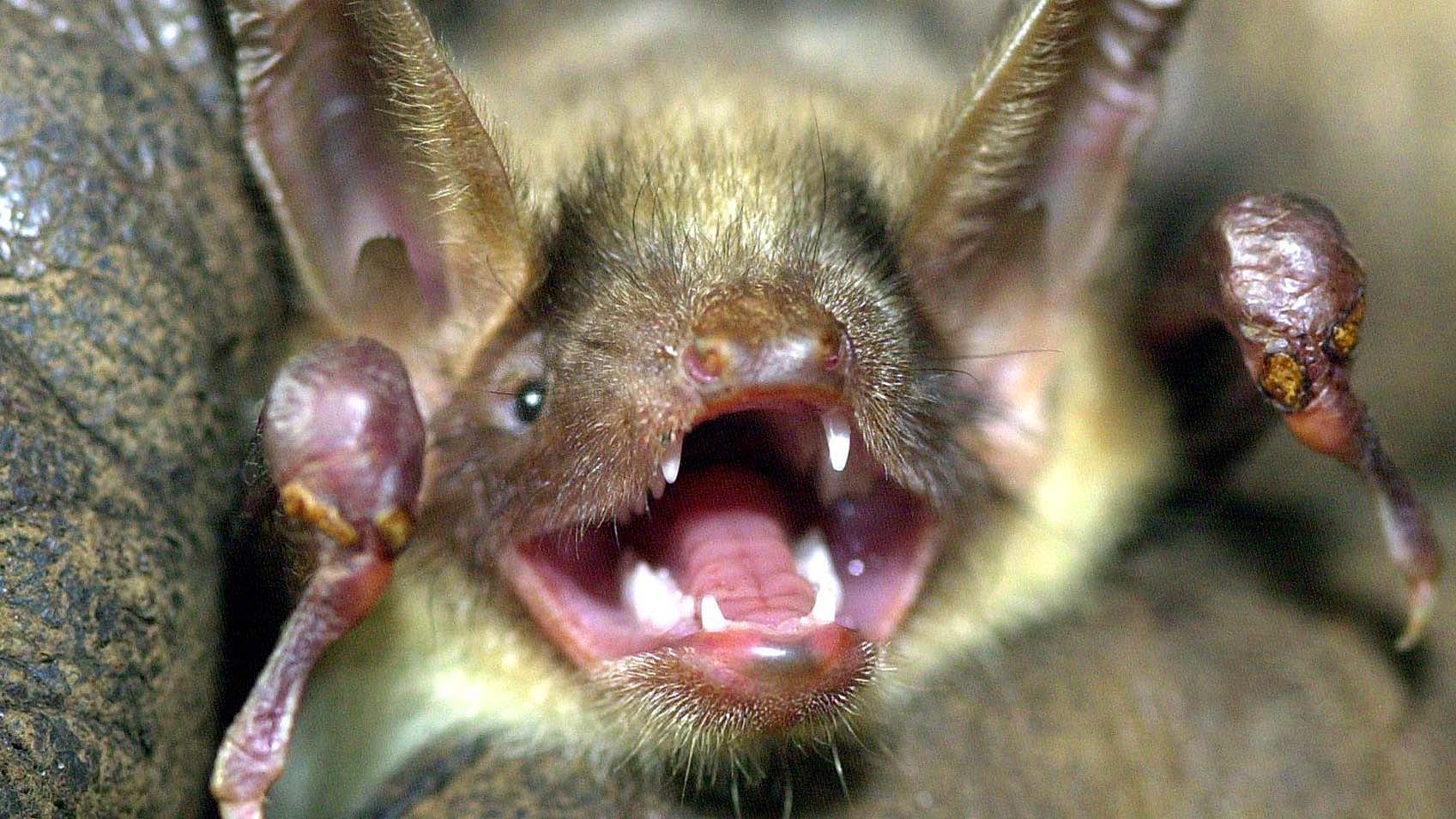 ARCHIV - 31.03.2003, Hessen, Kassel: Eine Fledermaus der Art "Grosses Mausohr" hat das Maul weit aufgerissen und die Ohren aufgestellt. Anhand von 47 Indikatoren hat das Umweltministerium Rheinland-Pfalz eine erste Bilanz zur Biodiversit&permil;tsstrategie gezogen. Bei 25 Indikatoren wird eine positive Entwicklung festgestellt, insgesamt aber ist der Trend negativ. (Zu dpa "Licht und Schatten bei Bem&cedil;hungen um Artenvielfalt") Foto: Holger Hollemann/dpa +++ dpa-Bildfunk +++