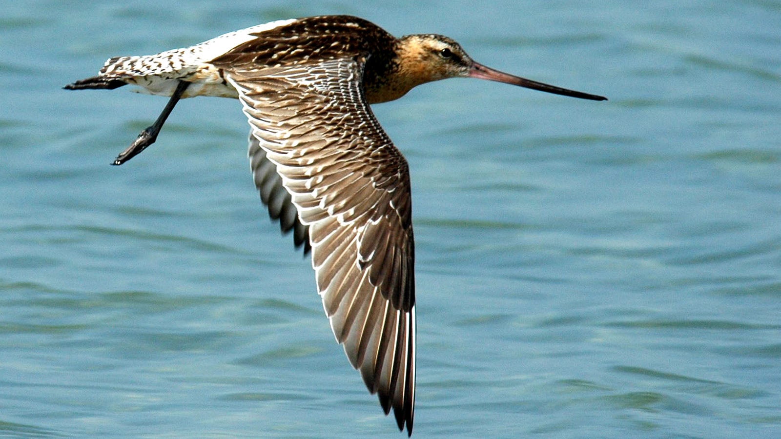 ARCHIV - 26.09.2007, Schleswig-Holstein, Husum: Das Bild zeigt eine eine Pfuhlschnepfe im Flug (undatiertes Archivbild). Die scheue Pfuhlschnepfe - ein 40 Zentimeter gro&szlig;er Vogel mit flacher Brust, braun-wei&szlig; quergestreiftem Schwanz und einem langen, leicht nach oben gebogenen Schnabel - ist ein echter Marathon- Flieger. Ein vom Pech verfolgter Zugvogel musste auf dem Weg nach Neuseeland wegen widriger Wetterbedingungen umdrehen - und Tausende Kilometer nach Alaska zur&uuml;ckfliegen. Die Pfuhlschnepfe (Limosa lapponica), deren Migration vom neuseel&auml;ndischen Department of Conservation mittels eines Funksenders am Bein verfolgt wird, sei im Yukon-Kuskokwim-Delta in Alaska in Richtung S&uuml;dpazifik gestartet, teilte die Beh&ouml;rde am Montag mit. Nach 2000 Kilometern sei der ausgewachsene Vogel auf so starke Winde gesto&szlig;en, dass er umdrehen musste. Nach einem 57-st&uuml;ndigen Nonstop-Flug landete er wieder in Alaska. Foto: Hans-Wilhelm Gr&ouml;mping/Naturschule/dpa +++ dpa-Bildfunk +++