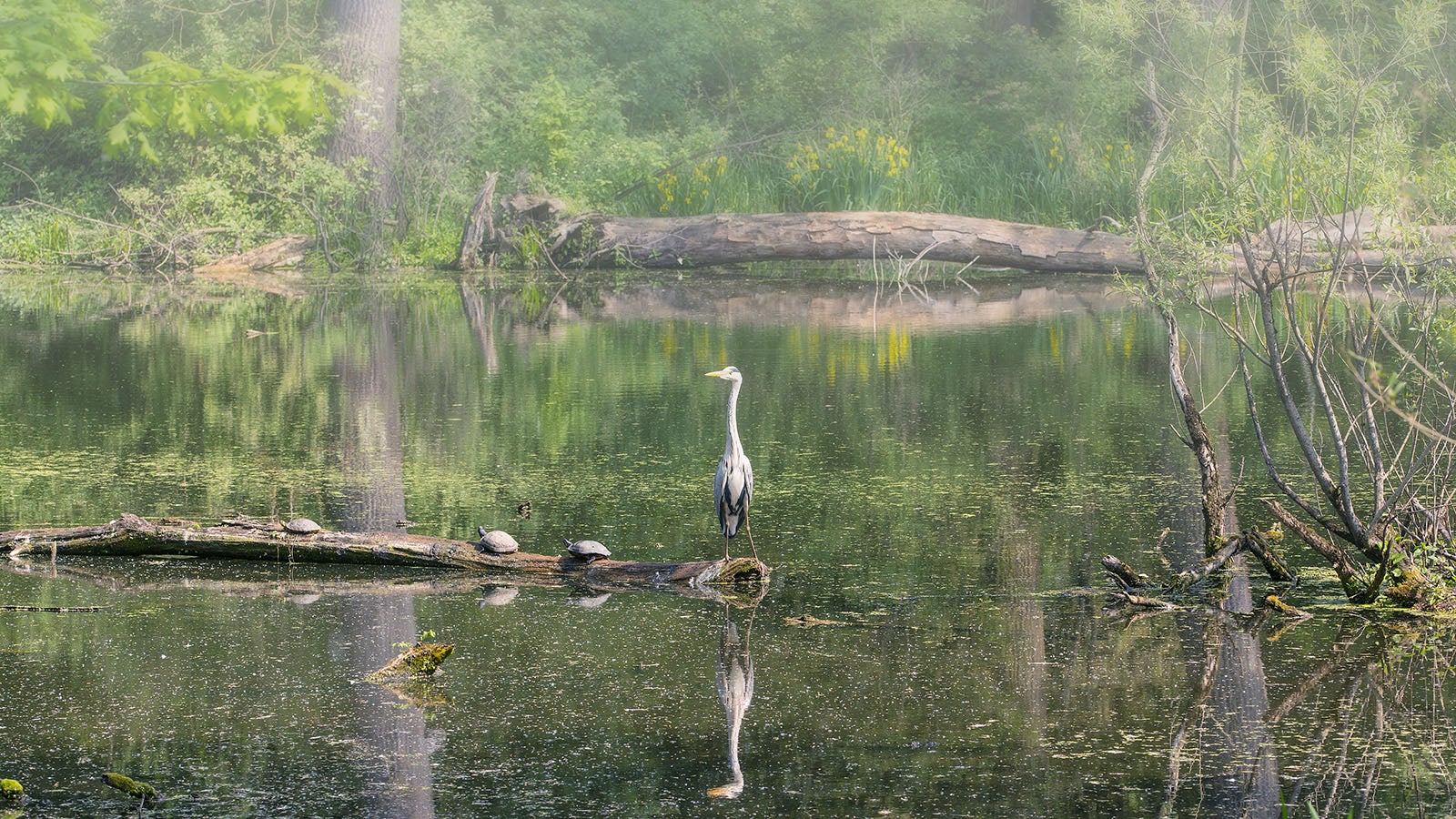 early Morning in Rhine River flood plain near D&uuml;sseldorf-Urdenbach,Rhineland,North Rhine westphalia,Germany