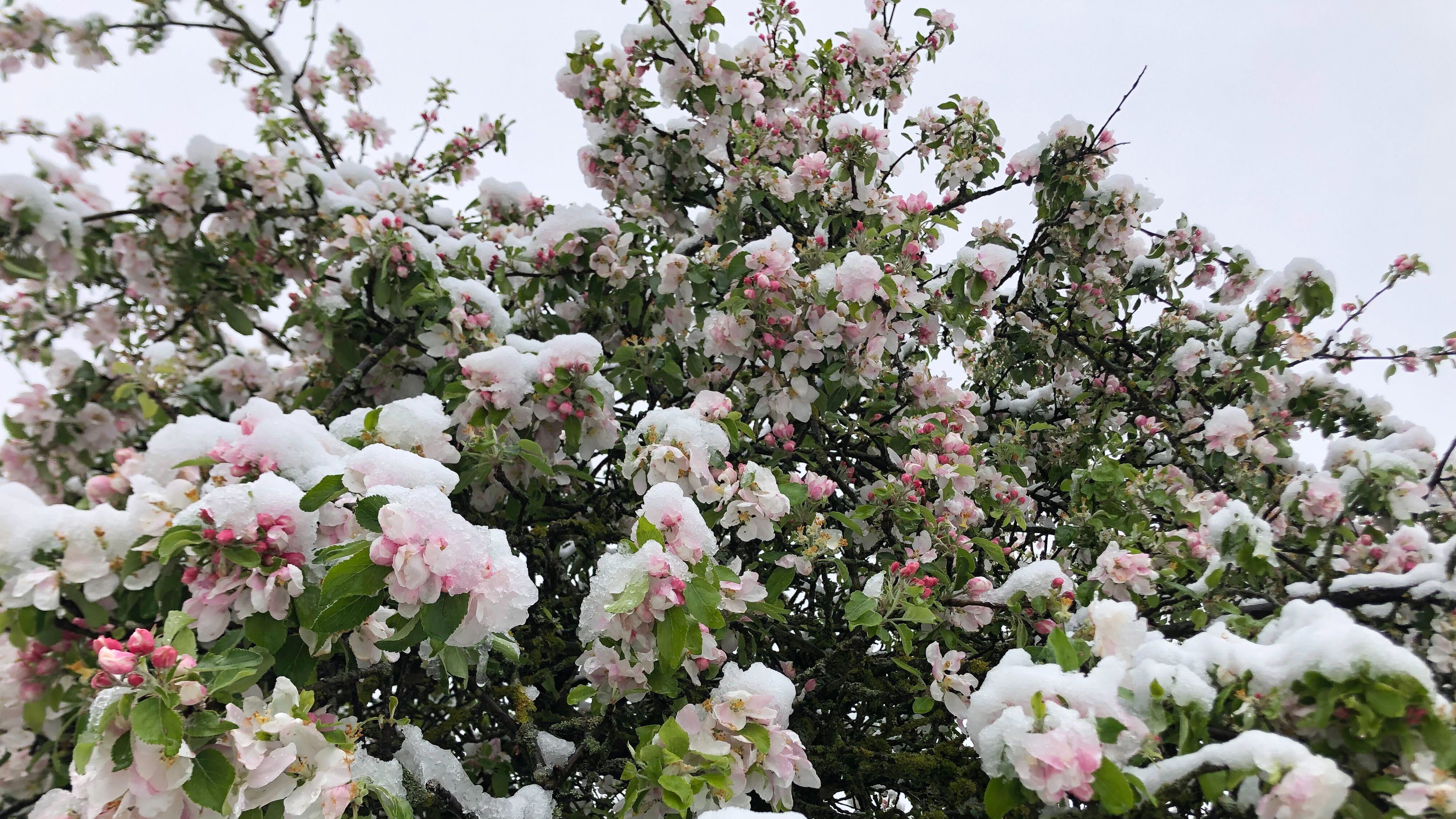 21.04.2024, Bayern, Bamberg: Die Bl&uuml;ten eines Apfelbaums in einem Garten in Bamberg sind mit Schnee bedeckt. (David Hutzler/dpa)