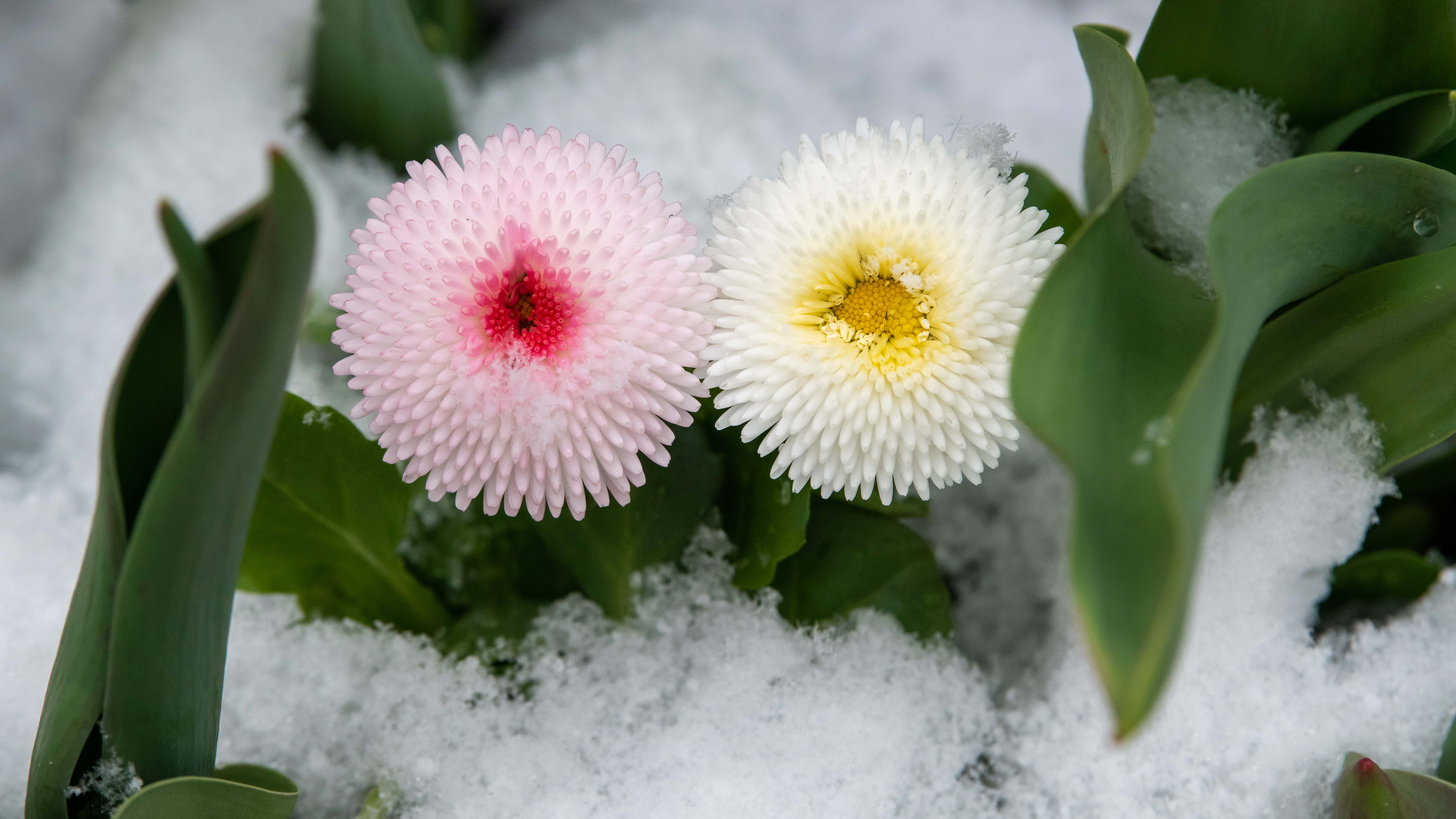 Wochenende Der Kontraste Hier Gibt Es Fruhling Und Sonne Dort Gewitter Und Schnee Bis Ins Flachland The Weather Channel Artikel Von The Weather Channel Weather Com