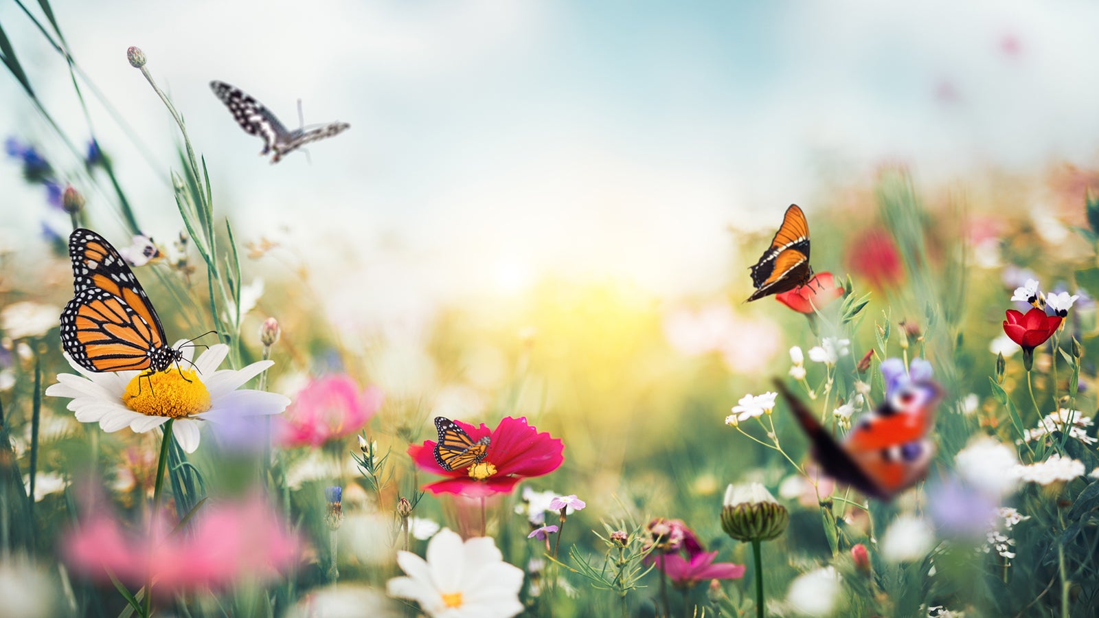 Summer garden full of colorful flowers and butterflies flying around.