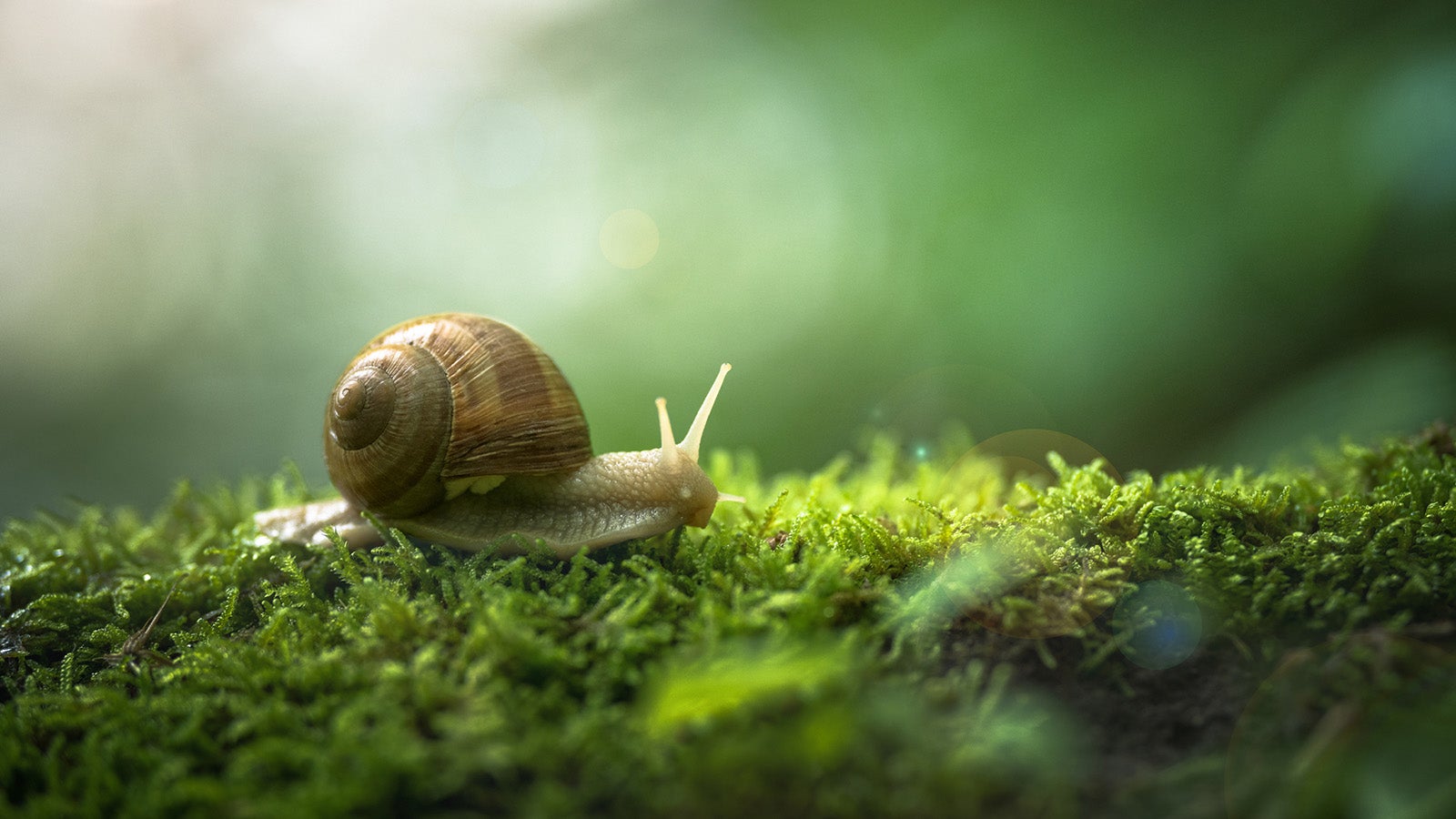 Weinbergschnecken sollten nicht aus dem Garten vertrieben werden. Denn zu ihrer bevorzugten Nahrung geh&ouml;ren unter anderem Nacktschneckengelege. Foto: GettyImages
