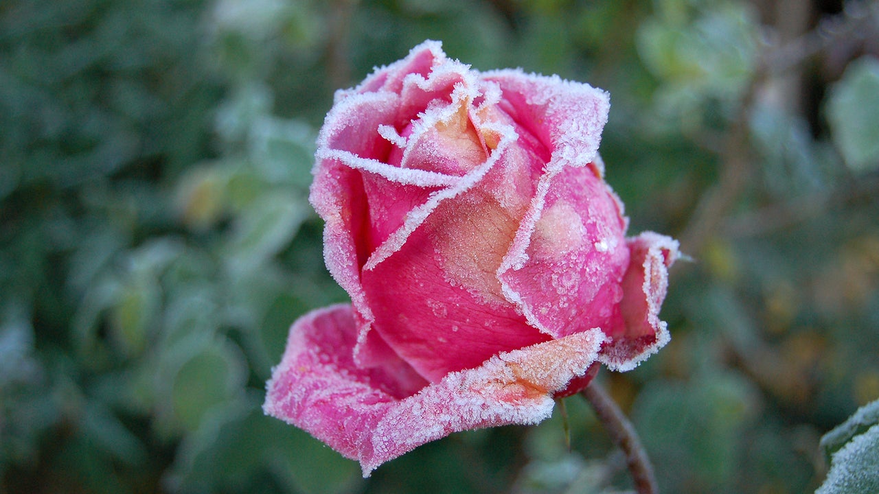 Rosen Gut Durch Den Winter Bringen Welche Fehler Sie Vermeiden Sollten The Weather Channel Artikel Von The Weather Channel Weather Com