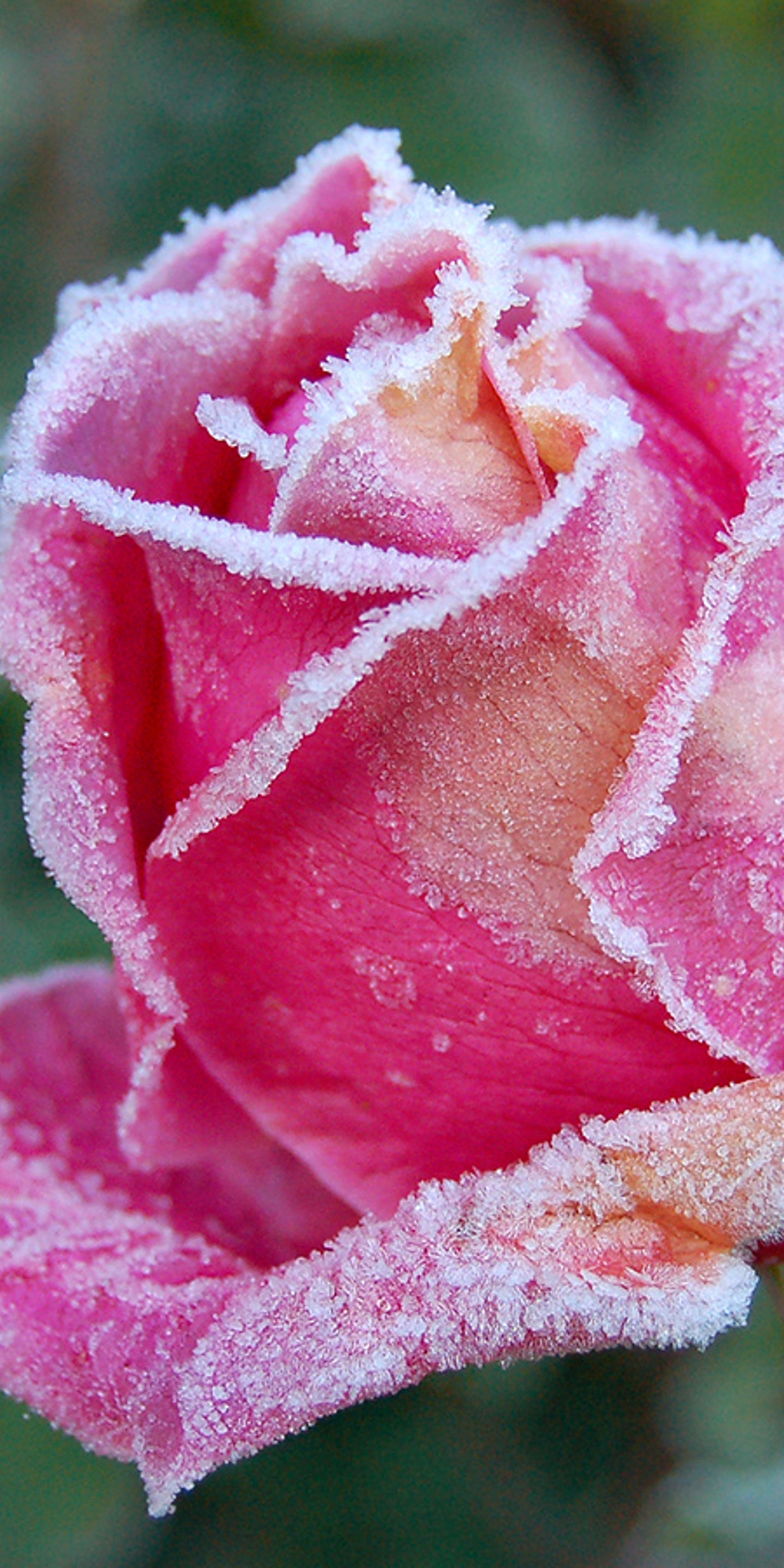 Rosen Gut Durch Den Winter Bringen Welche Fehler Sie Vermeiden Sollten The Weather Channel Artikel Von The Weather Channel Weather Com