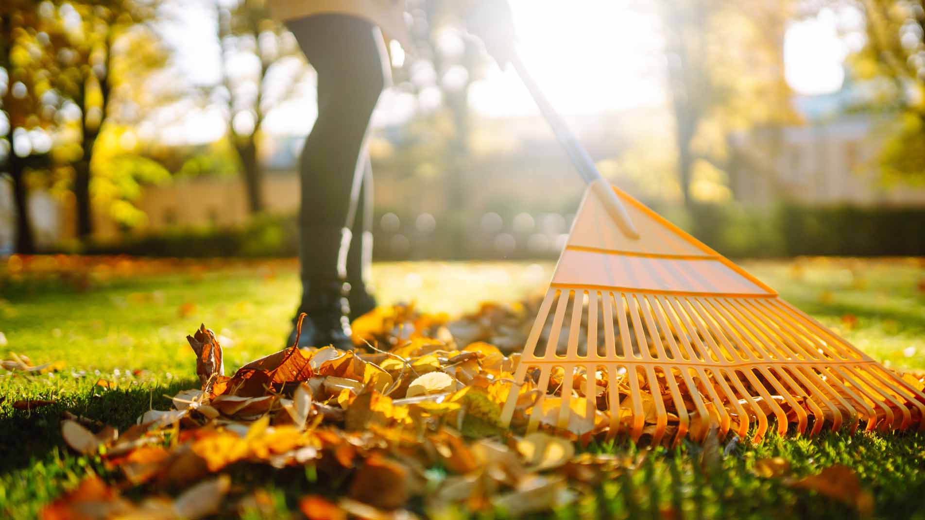 Cleaning up autumn fallen leaves. A pile of fallen leaves is collected with a rake on the lawn in the park. Seasonal gardening. Concept of volunteering.