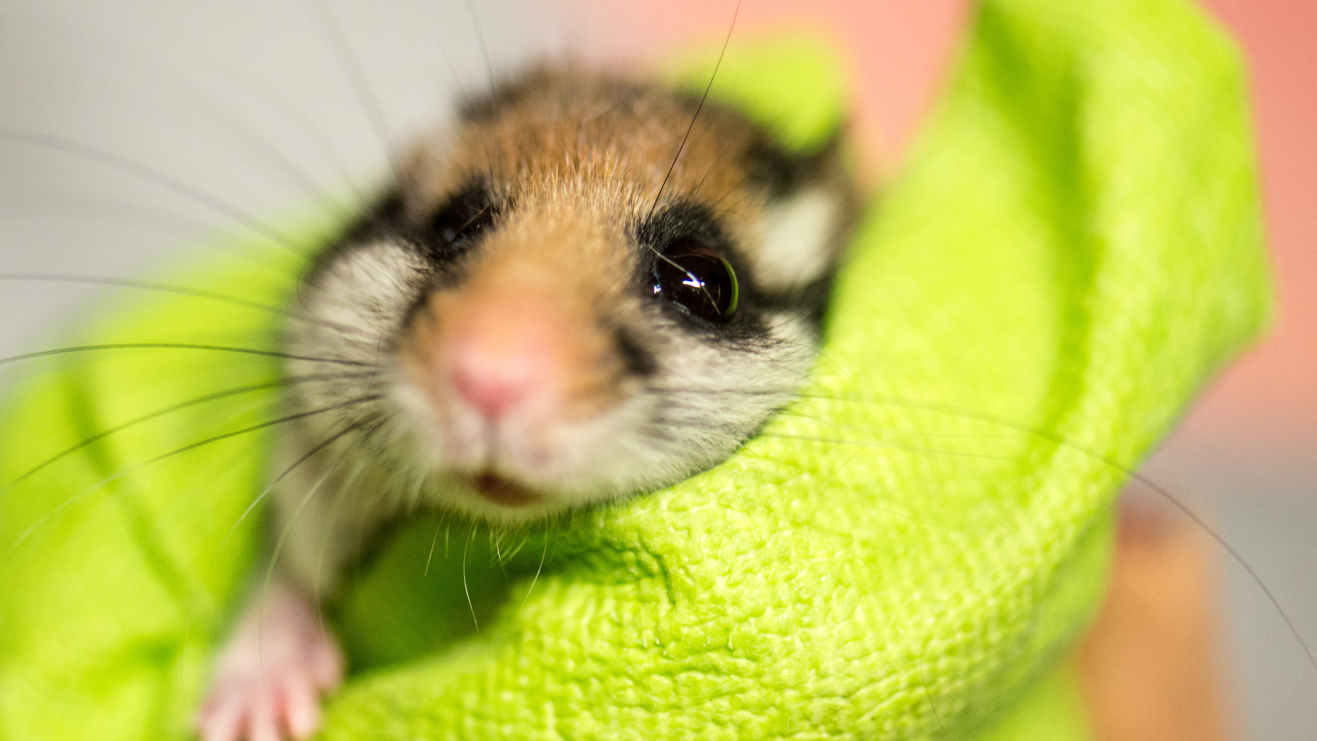 04.04.2016, Hessen, Wiesbaden: In einem Handschuh wird ein Gartenschl&auml;fer gehalten. (Alexander Heinl/dpa)