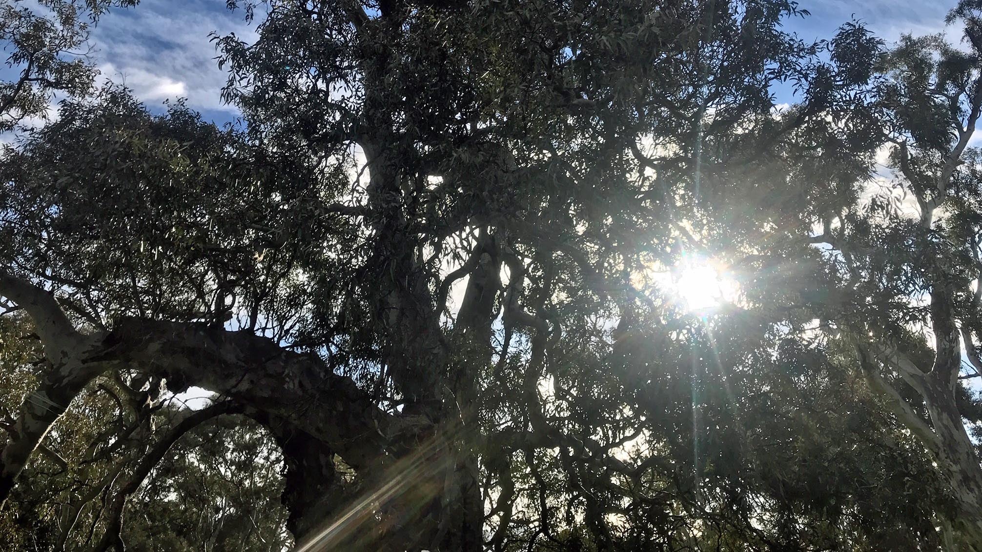 22.09.2019, Australien, Ararat: Ein Eukalyptusbaum am Rande des Western Highway in Australien. F&cedil;r eine Verbreiterung der Straﬂe sollen Hunderte B&permil;ume abgeholzt werden, darunter auch sogenannte Geburtenb&permil;ume der Aborigines-Ureinwohner. Foto: Christoph Sator/dpa +++ dpa-Bildfunk +++