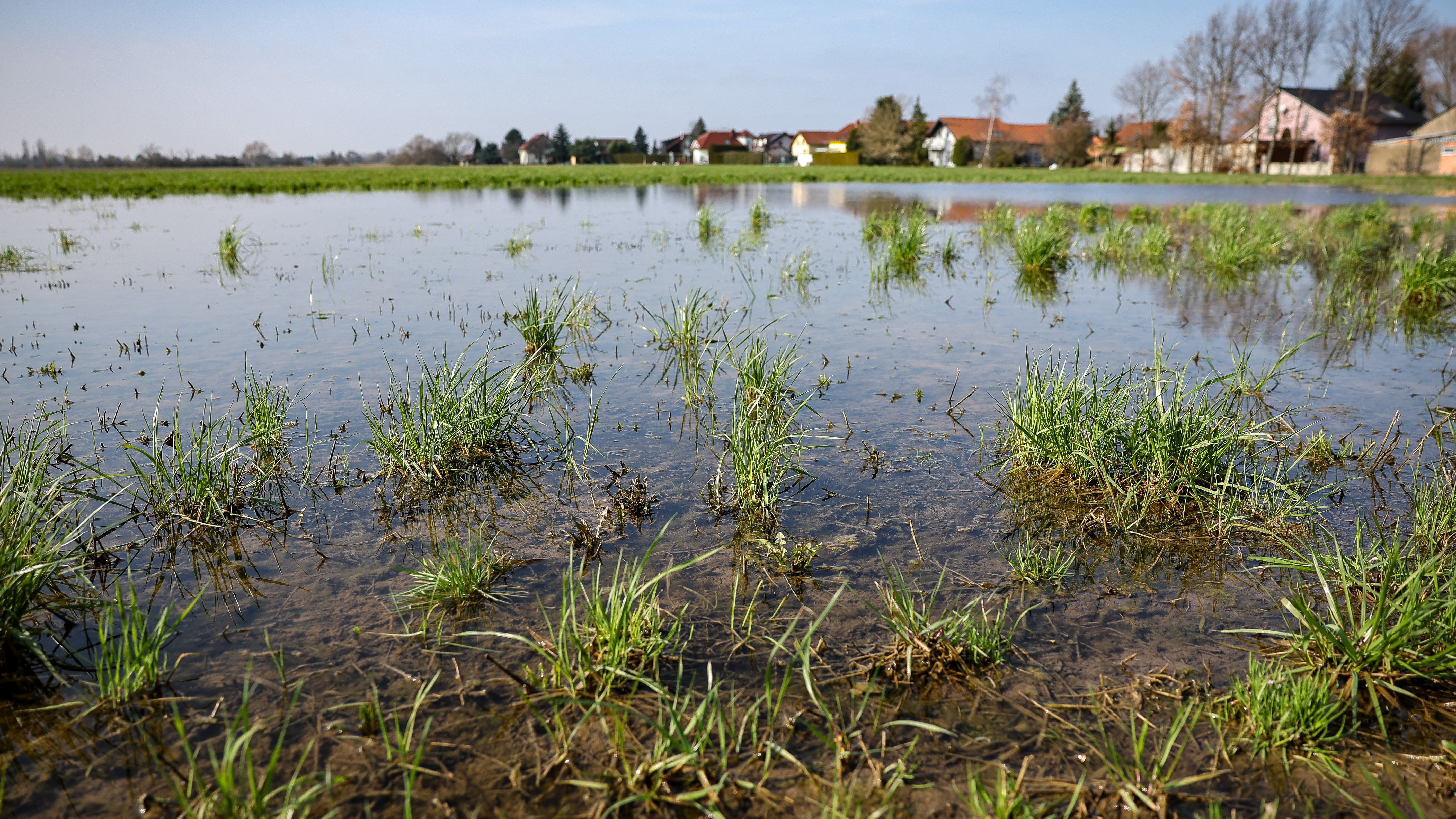29.02.2024, Sachsen, Kleinp&ouml;sna: Ein Feld am Stadtrand von Leipzig steht stellenweise unter Wasser. Nach dem regenreichen Februar ist der Boden auf vielen landwirtschaftlichen Fl&auml;chen durchgeweicht und l&auml;sst eine Bearbeitung kaum zu. (Jan Woitas/dpa)