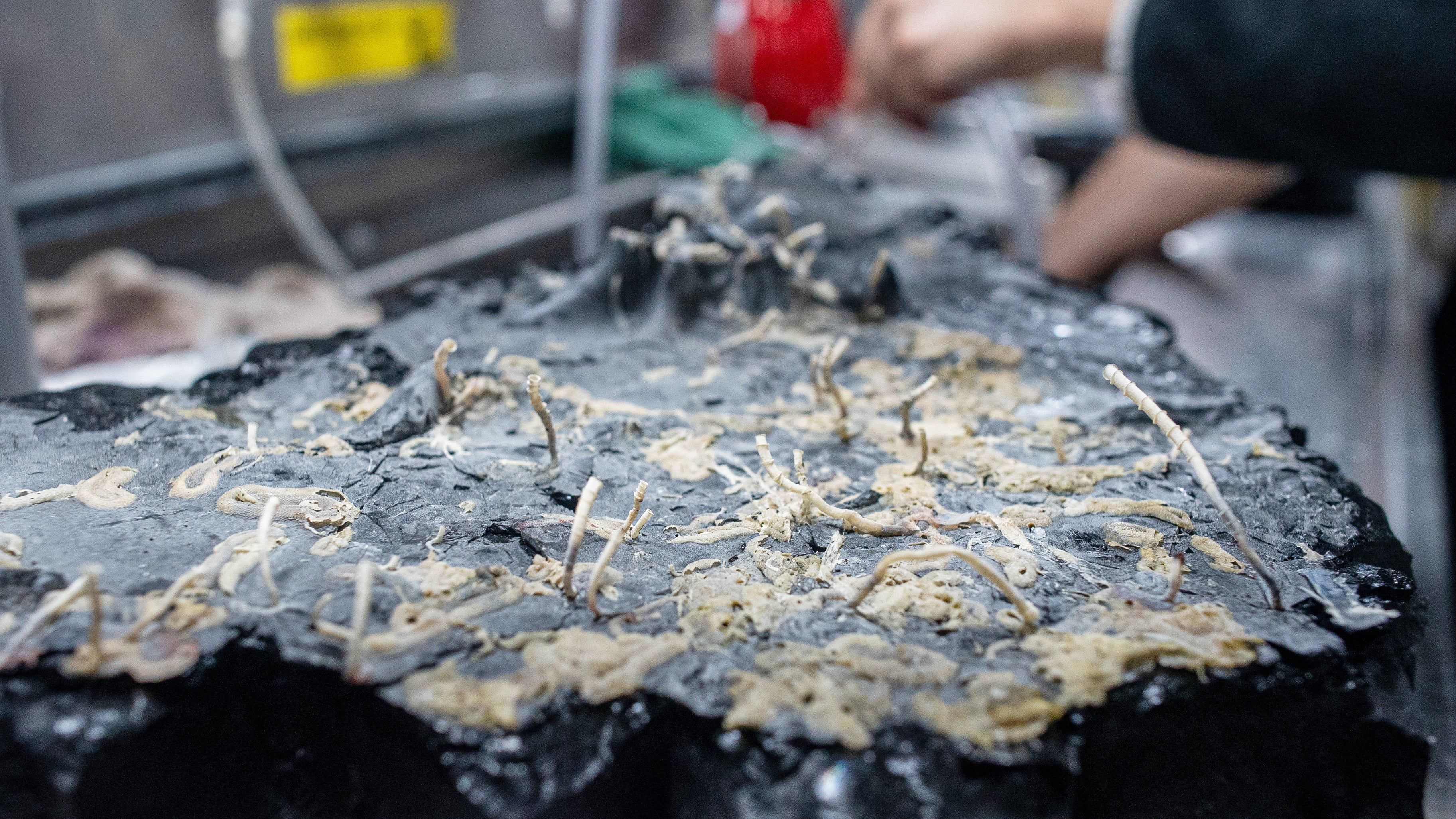 zu dpa &laquo;Neuer Tiefsee-Lebensraum entdeckt - W&uuml;rmer im Gestein&raquo; ACHTUNG: Nur zur redaktionellen Verwendung im Zusammenhang mit der aktuellen Berichterstattung und nur mit vollst&auml;ndiger Nennung des vorstehenden Credits +++ dpa-Bildfunk +++

HANDOUT - 19.07.2023, ---, -: In einer auf den Kopf gestellten Gesteinskrustenprobe sind Oasisia- und Riftia-R&ouml;hrenw&uuml;rmer sowie andere Organismen zu erkennen. Nicht nur auf dem, sondern auch im Gestein nahe hei&szlig;er Tiefseequellen kann es von Leben nur so wimmeln. Das hat ein Forschungsteam bei einer Expedition zu einem Unterwasservulkan am Pazifischen Feuerring in 2500 Metern Tiefe entdeckt. (Monika Naranjo/Schmidt Ocean Institue/dpa) 