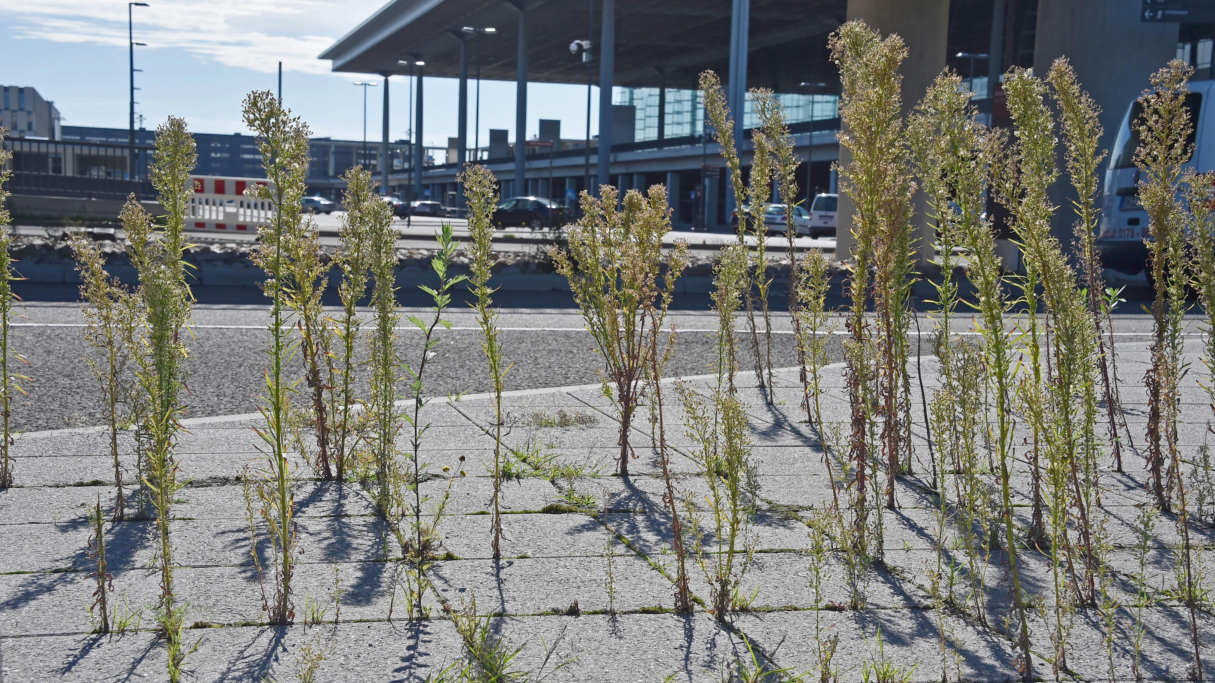 ARCHIV - 17.09.2015, Brandenburg, Sch&ouml;nefeld: Unkraut w&auml;chst an einer Bushaltestelle am Terminal des Hauptstadtflughafens Willy Brandt. Viele deutsche St&auml;dte verzichten teils schon seit vielen Jahren bei der Unkrautvernichtung auf ihren Gr&uuml;nfl&auml;chen auf das umstrittene Pflanzenschutzmittel Glyphosat. Foto: Bernd Settnik/dpa-Zentralbild/dpa +++ dpa-Bildfunk +++
