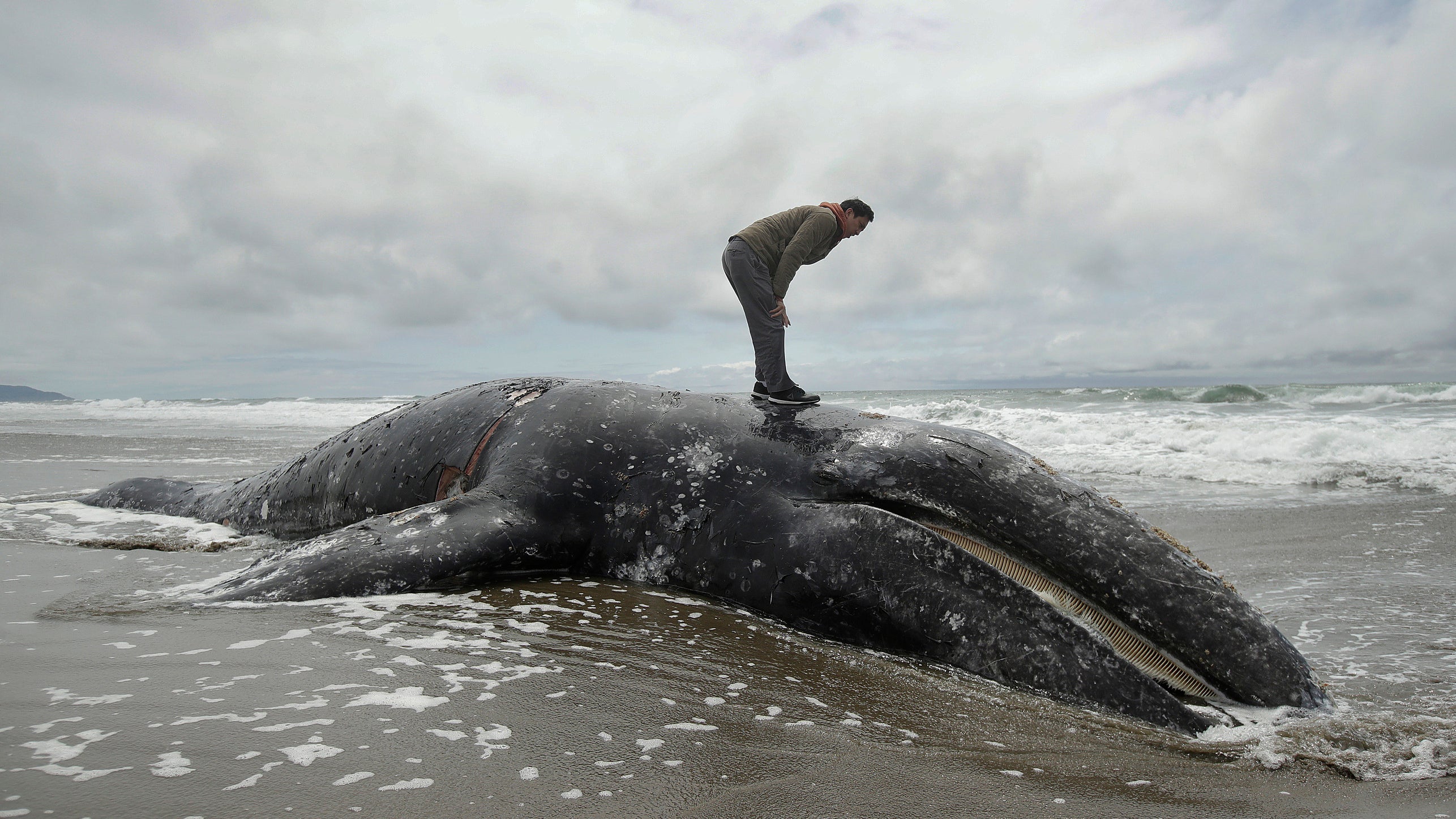 USA, San Francisco: Ein Mann steht auf dem angeschwemmten Kadaver eines Grauwals am Ocean Beach.  (Jeff Chiu/AP/dpa)
