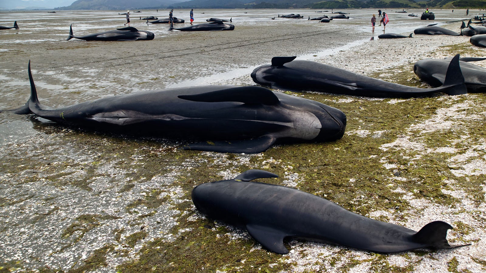 Dead pilot whales during a whale stranding on Farewell Spit in New Zealand's South Island
