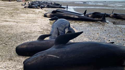 Despite rescuers best attempts many whales often die in mass strandings at Farewell Spit in New Zealand