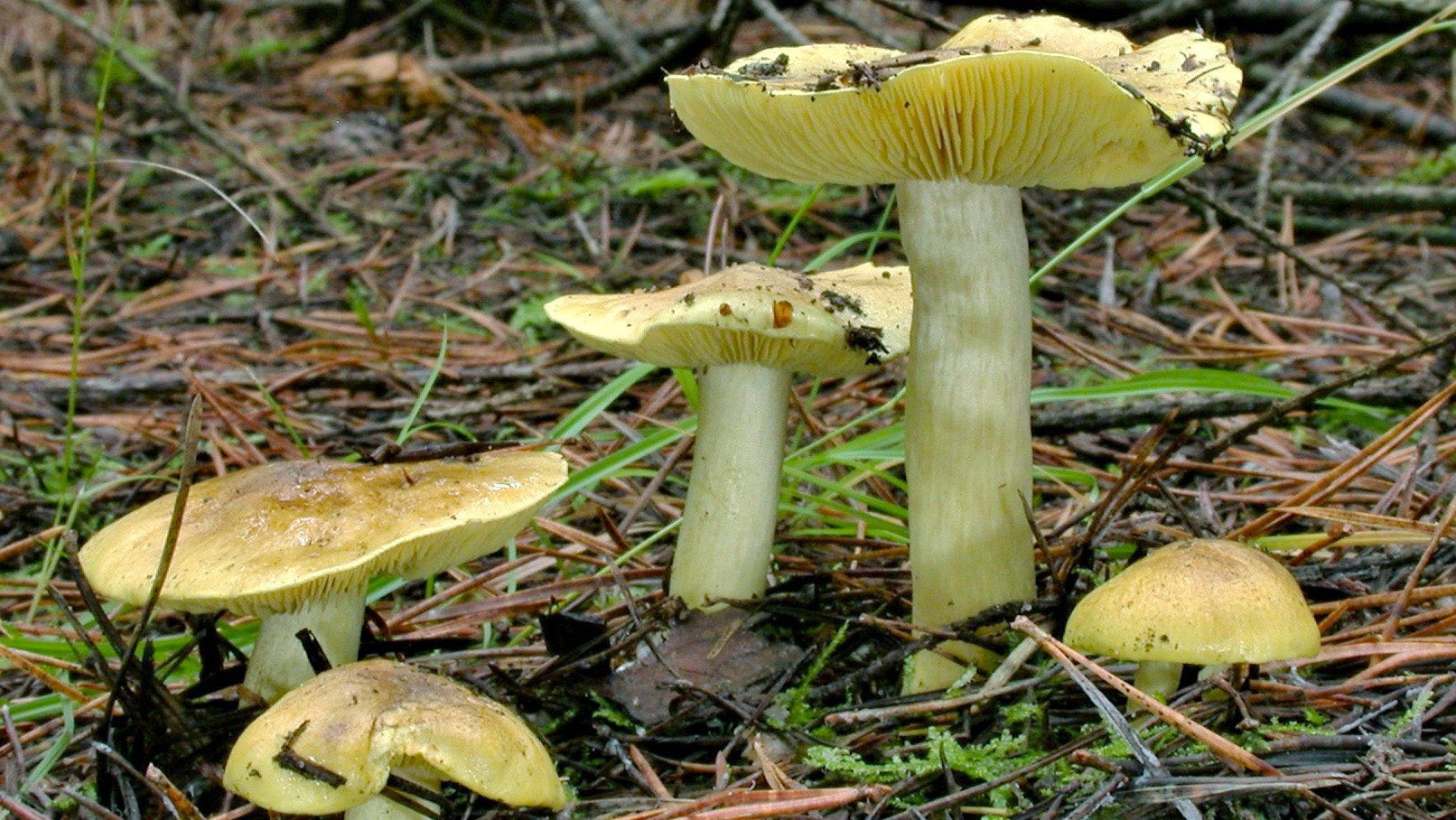 Fruchtk&ouml;rper des Gr&uuml;nlings (Tricholoma equestre) in der Kiefernnadelstreu.