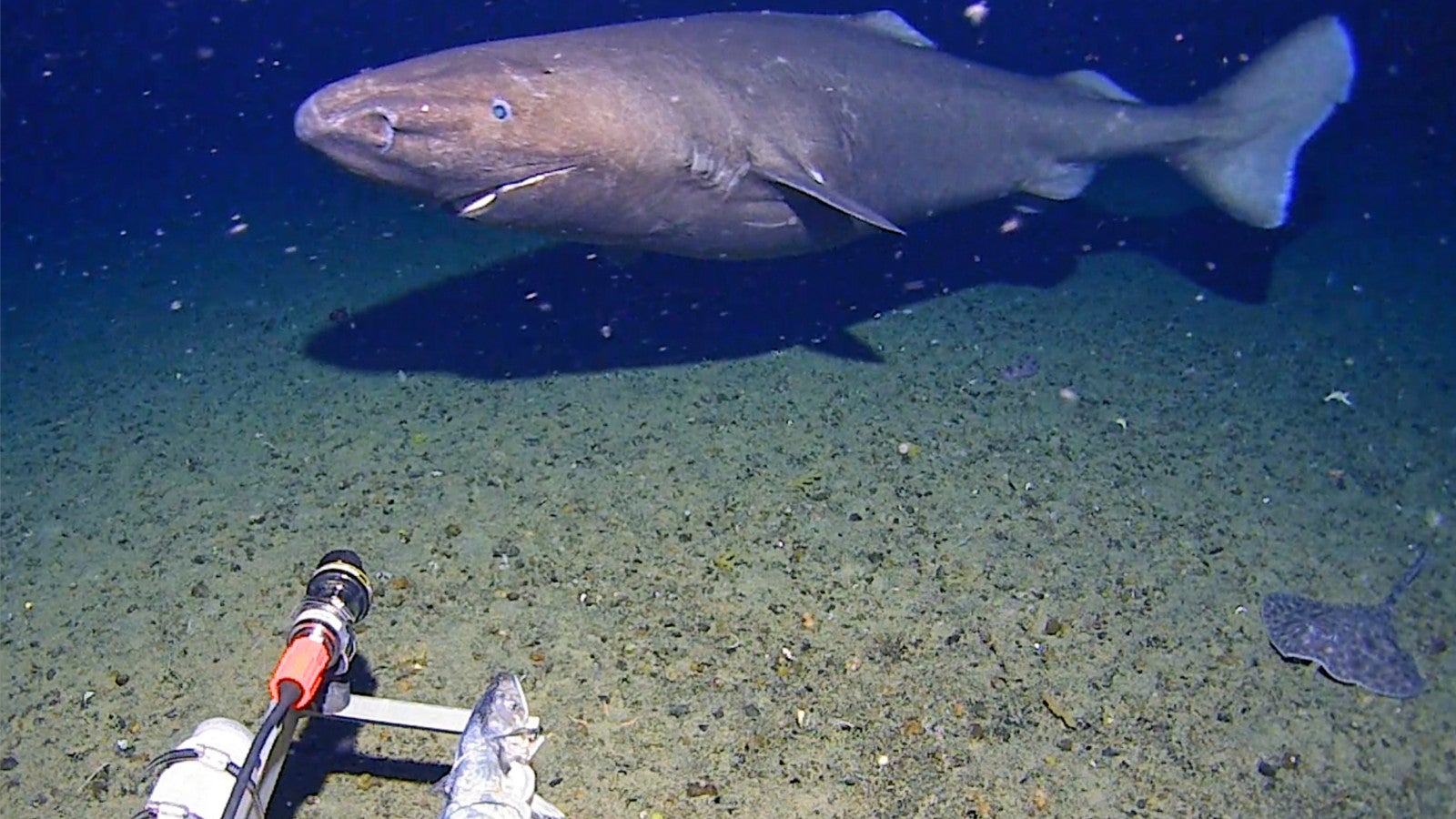 In this image made from video and released by the University of Western Australia, a sleeper shark swims into the spotlight of a video camera in Antarctica in January 2025. ()