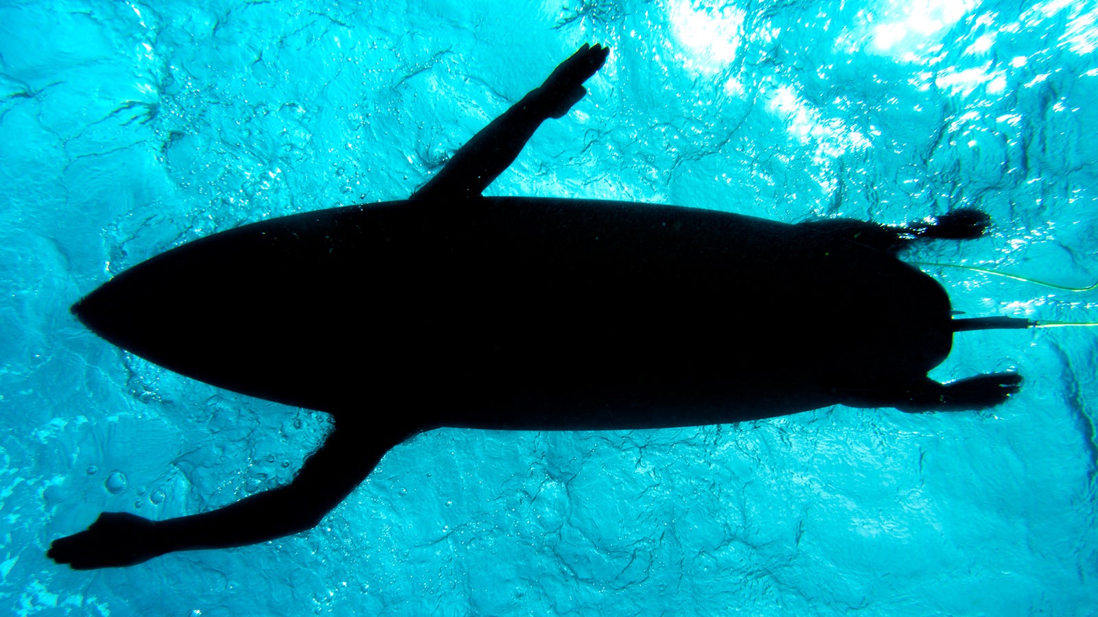In Wiley Bay wurden schon h&auml;ufiger Haie gesichtet: 2017 starb eine 17-J&auml;hrige nach einer Hai-Attacke. Foto GettyImages