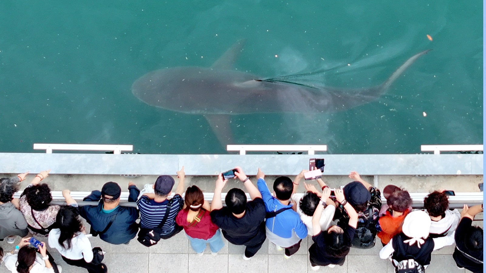 29.09.2026, S&uuml;dkorea, Busan: Menschen versammeln sich im North Port Waterfront Park, um einen Hai zu beobachten, der sich in den Wasserkan&auml;len verirrt hat. Foto: Son Hyung-joo/Yonhap via AP/dpa