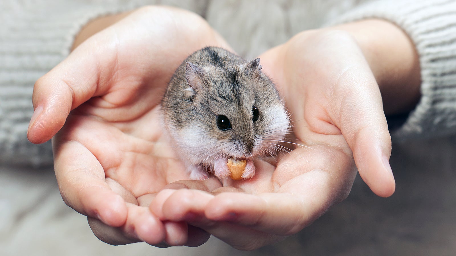 the child holds in his hands a hamster. Hands close up. Little Djungarian hamster in child hands.
