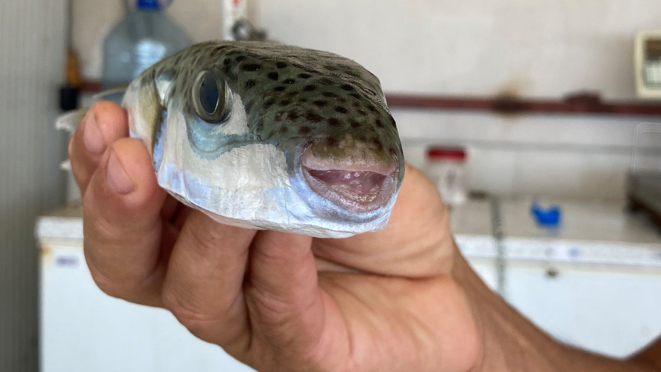 Der Leiter der Fischerei-Kooperative in Antalya, Cengiz Balta, h&auml;lt einen Hasenkopf-Kugelfisch in der Hand. 