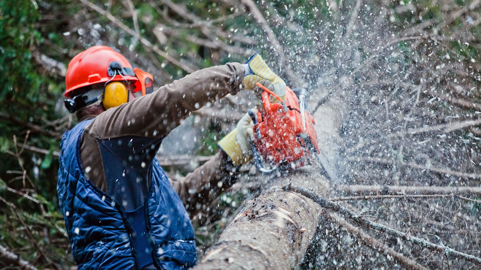 Professional Lumberjack Cutting a big Tree in the Forest during the Winter