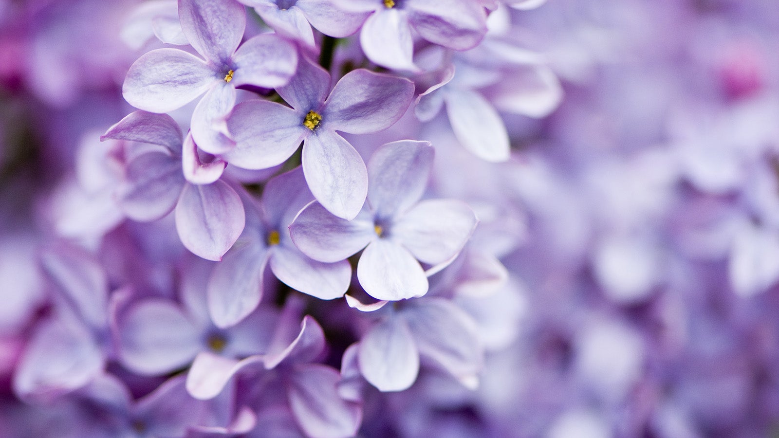 Sch&ouml;n, beliebt und trotzdem ein gef&auml;hrlicher Eindringling: Auch der Flieder geh&ouml;rt zu den invasiven Arten, die die heimische Biodiversit&auml;t bedrohen. Foto: GettyImages 