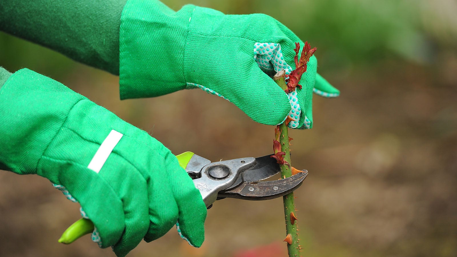 Beim Rosenschnitt kann es ruhig beherzt zu Werke gehen. Foto: GettyImages