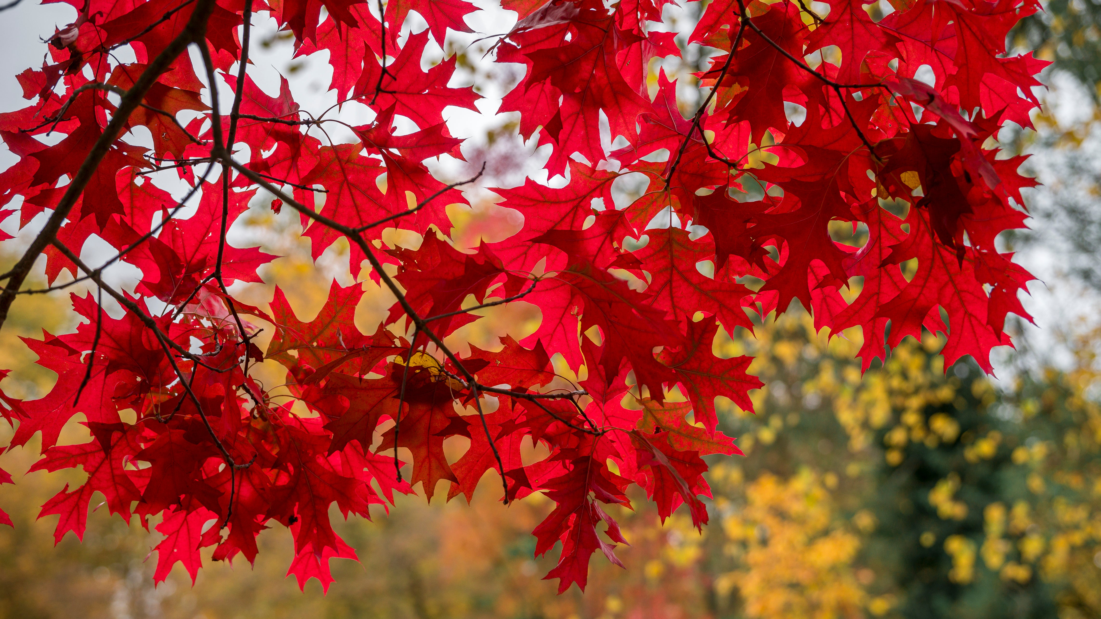 Die Bl&auml;tter eines Ahorns haben sich rot verf&auml;rbt. Der Ahorn ist vor allem im Herbst einer der sch&ouml;nsten B&auml;ume: Seine Bl&auml;tter sind dann feuerrot. (Daniel Vogl/dpa)