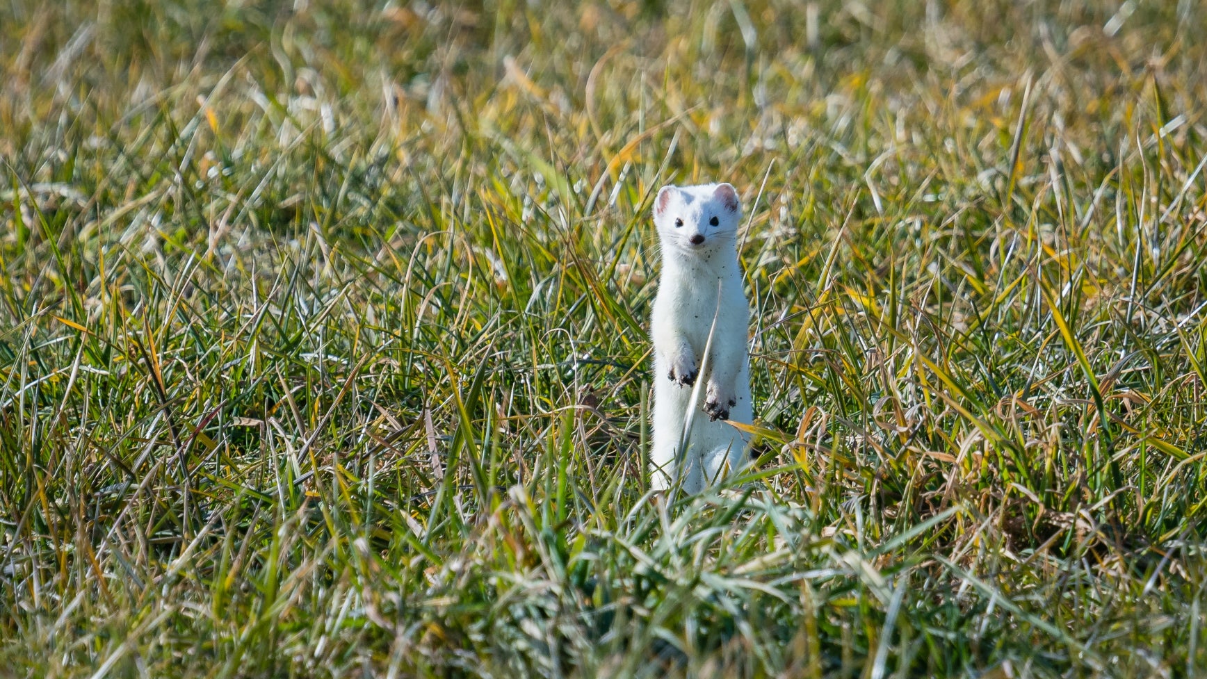 HANDOUT - 01.02.2020, Bad T&ouml;lz: Ein Hermelin steht auf einer gr&uuml;nen Wiese bei Bad T&ouml;lz. Weil kein Schnee liegt, ist es mit seinem wei&szlig;en Winterfell nicht vor Feinden getarnt. (zu dpa: &laquo;Schneehuhn im Gr&uuml;nen - Das Leiden der Tiere im milden Winter&raquo;) Foto: Florian Bossert/dpa - ACHTUNG: Nur zur redaktionellen Verwendung im Zusammenhang mit der aktuellen Berichterstattung und nur mit vollst&auml;ndiger Nennung des vorstehenden Credits +++ dpa-Bildfunk +++


