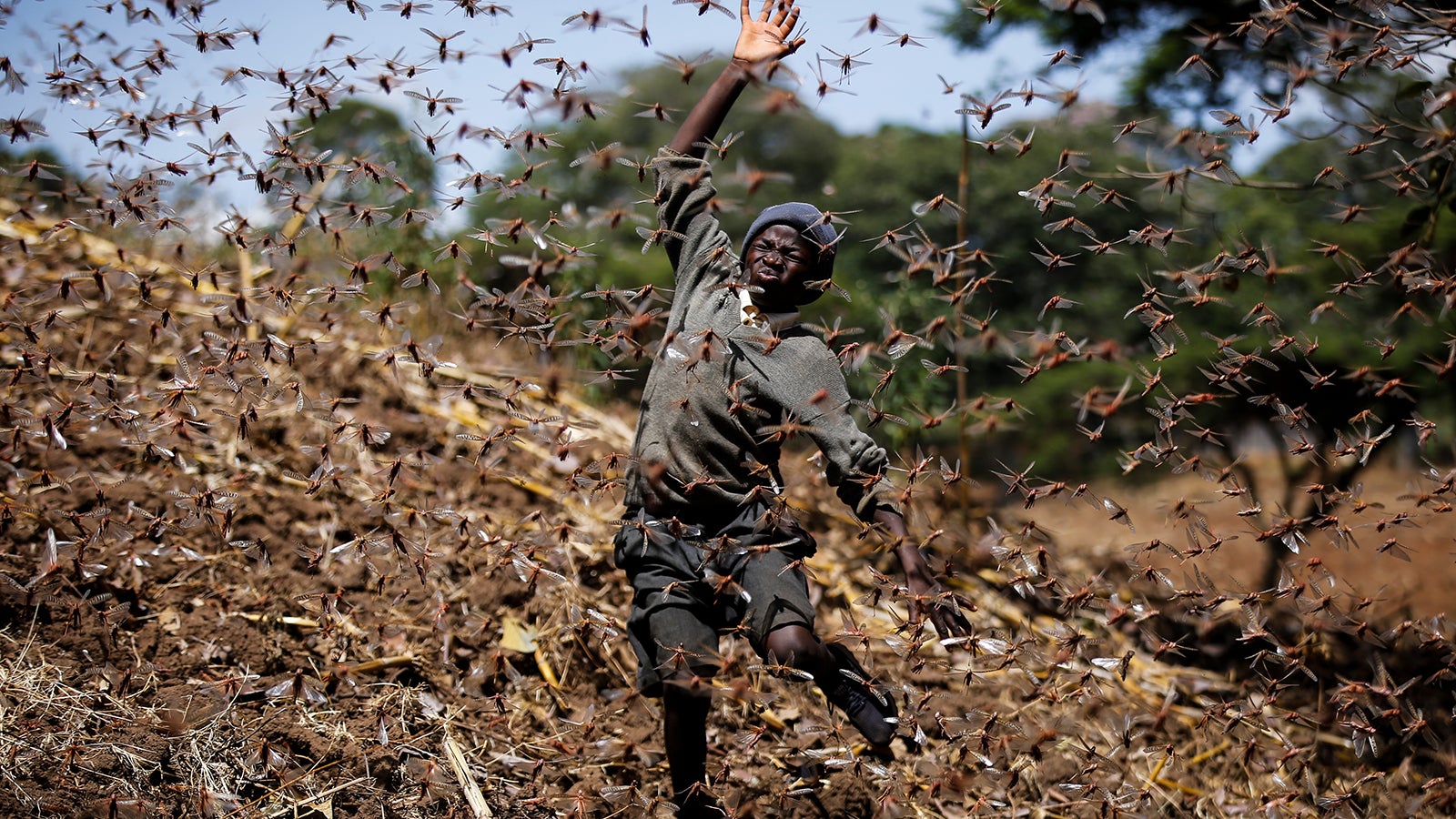 Stephen Mudoga, 12, the son of a farmer, chases away a swarm of locusts on his farm as he returns home from school, at Elburgon, in Nakuru county, Kenya Wednesday, March 17, 2021. It's the beginning of the planting season in Kenya, but delayed rains have brought a small amount of optimism in the fight against the locusts, which pose an unprecedented risk to agriculture-based livelihoods and food security in the already fragile Horn of Africa region, as without rainfall the swarms will not breed. (AP Photo/Brian Inganga)
