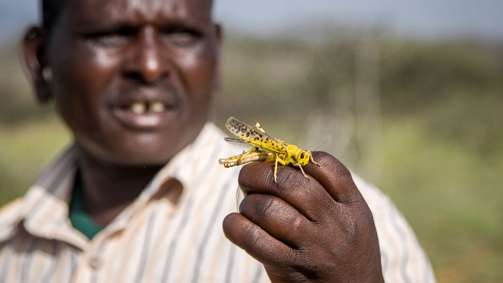 16.01.2020, Kenia, Sissia: Ein Mitarbeiter vom Katastrophenschutz h&auml;lt eine W&uuml;stenheuschrecke. Der Osten Afrikas wird von der schwersten Heuschreckenplage seit 25 Jahren heimgesucht. Foto: Patrick Ngugi/AP/dpa +++ dpa-Bildfunk +++