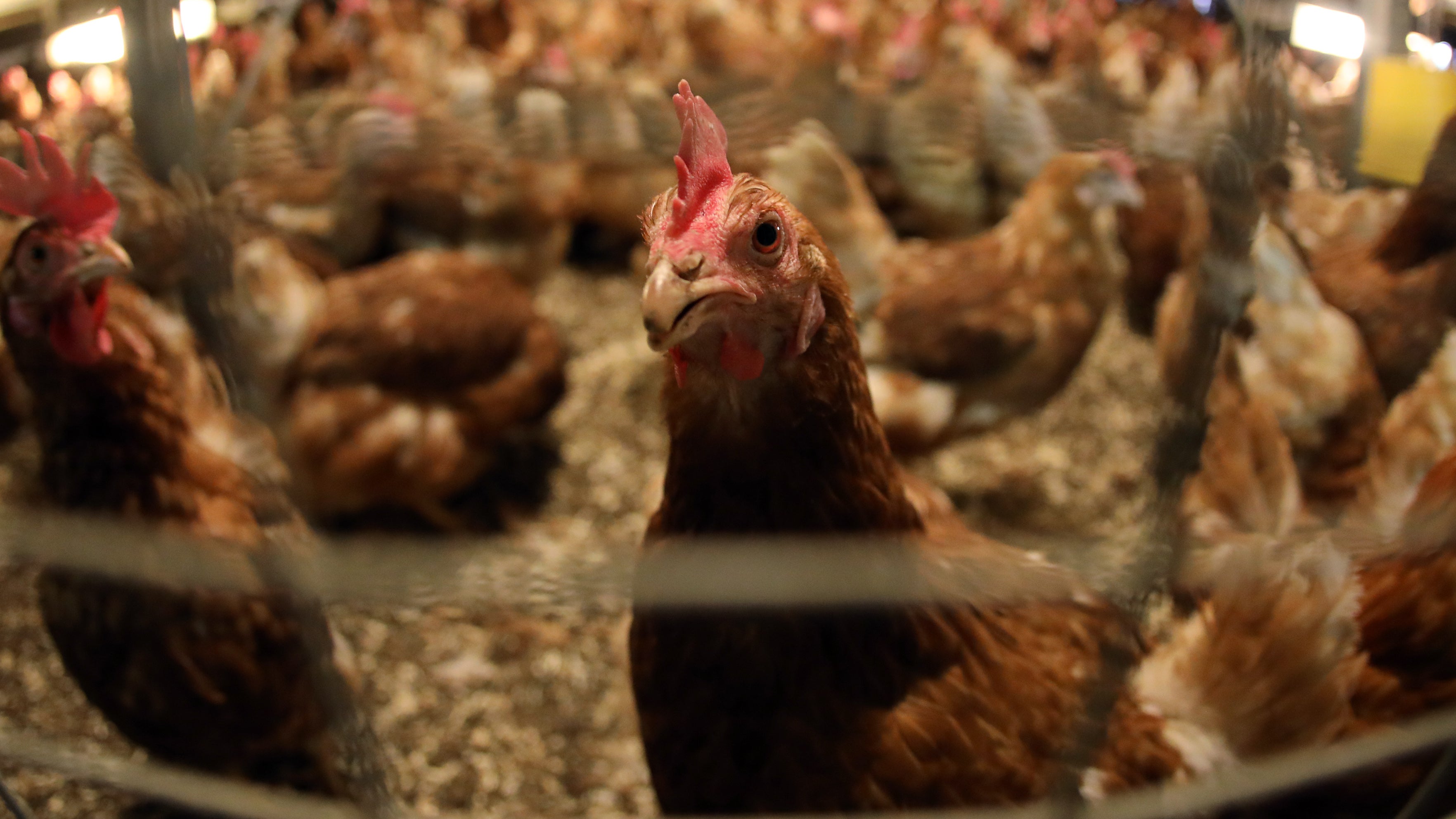 H&uuml;hner in einem Stall. 