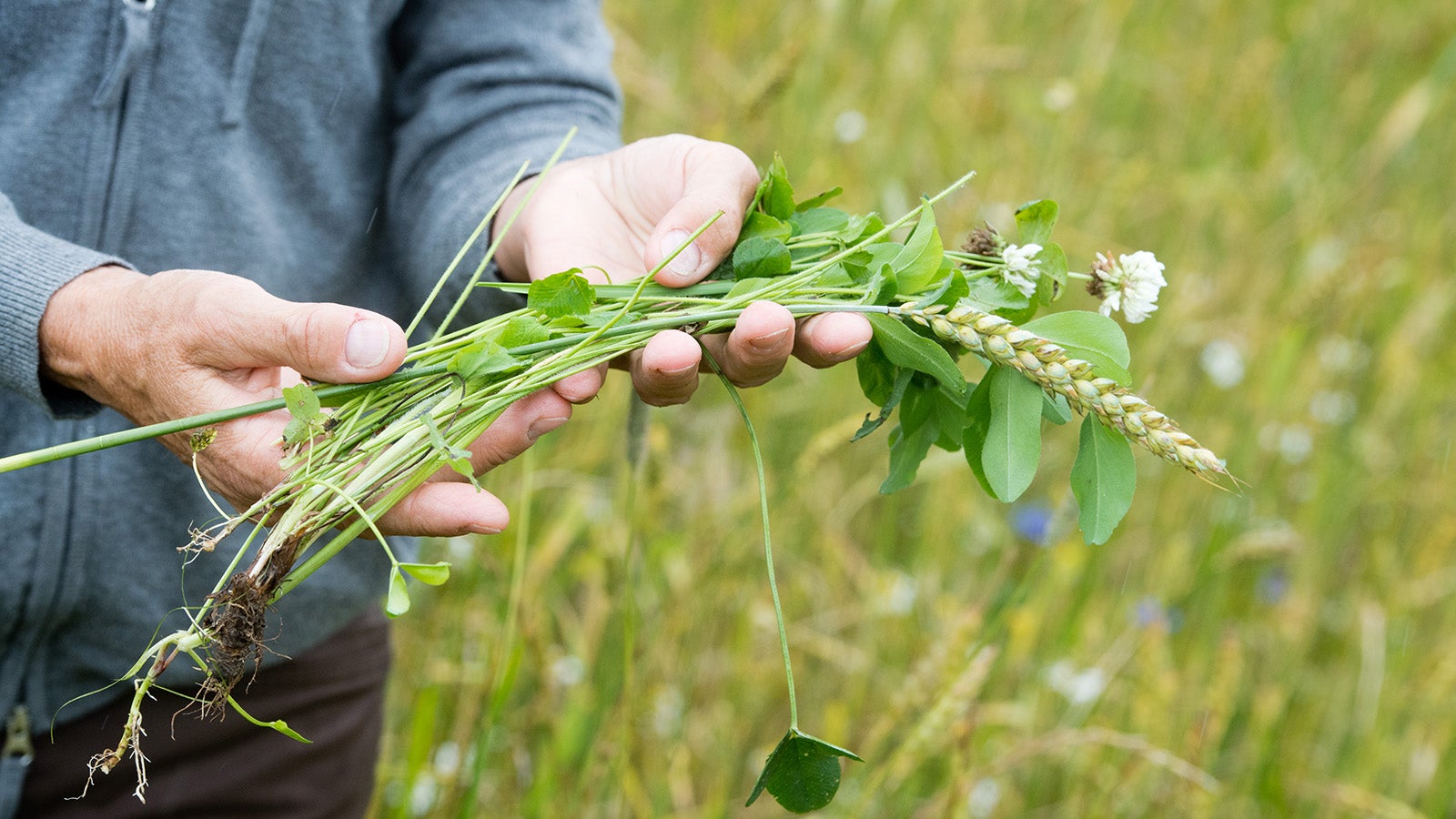 06.07.2020, Mecklenburg-Vorpommern, Elmenhorst: Claudia Resth&ouml;ft, Landwirtin und Betreiberin des Biohofs "Alter Pfarrhof" in Elmenhorst bei Stralsund, steht auf einem Getreidefeld mit Untersaat. Zur Verbesserung der Bodenfruchtbarkeit arbeitet sie mit Untersaaten. Gegen die immer h&auml;ufigeren D&uuml;rren einerseits und zunehmenden Starkregen andererseits helfe nur der st&auml;ndige Humusaufbau auf den &Auml;ckern. Foto: Stefan Sauer/dpa +++ dpa-Bildfunk +++