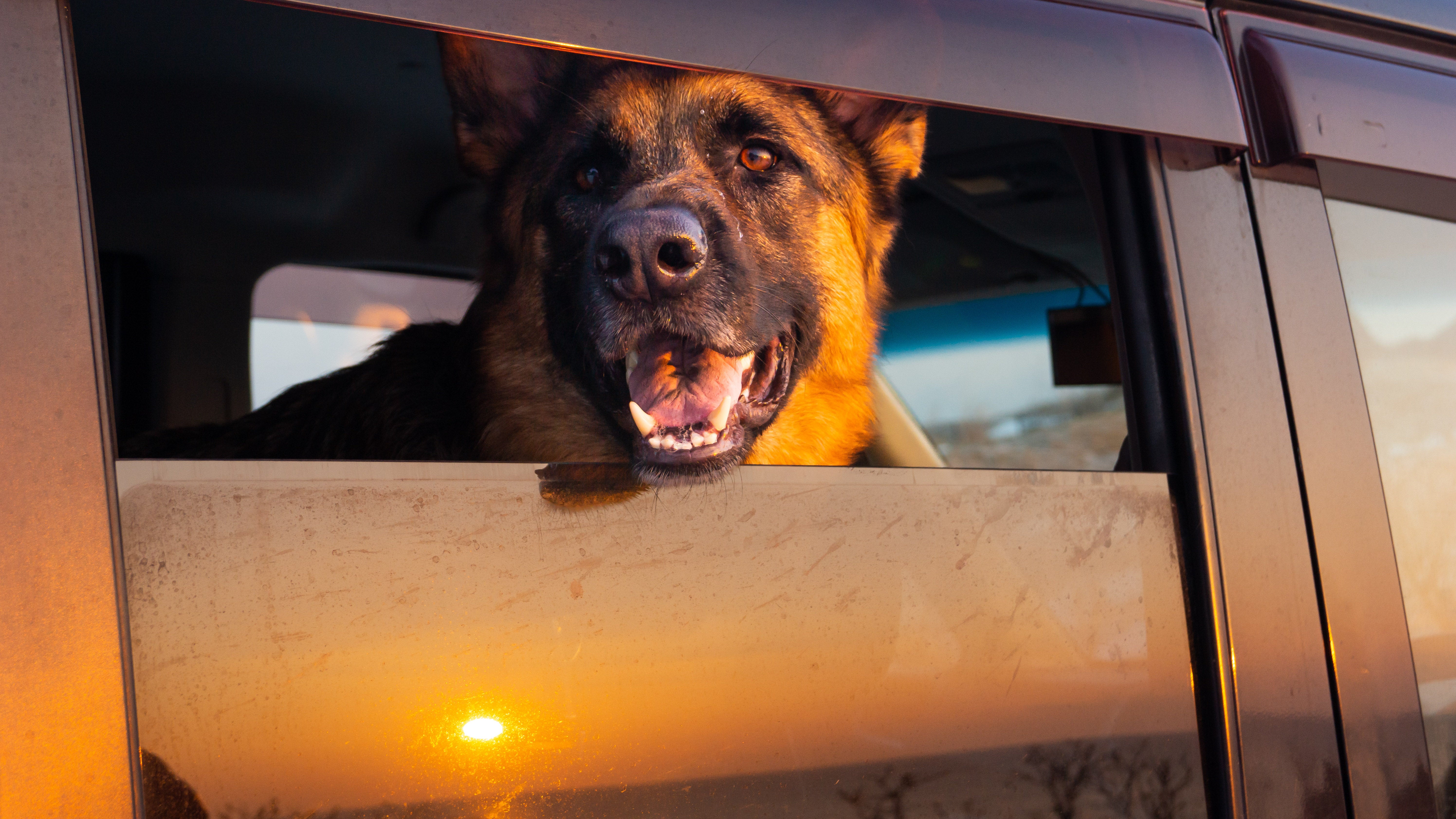 Ein Sch&auml;ferhund schaut aus einem Auto (Symbolbild)