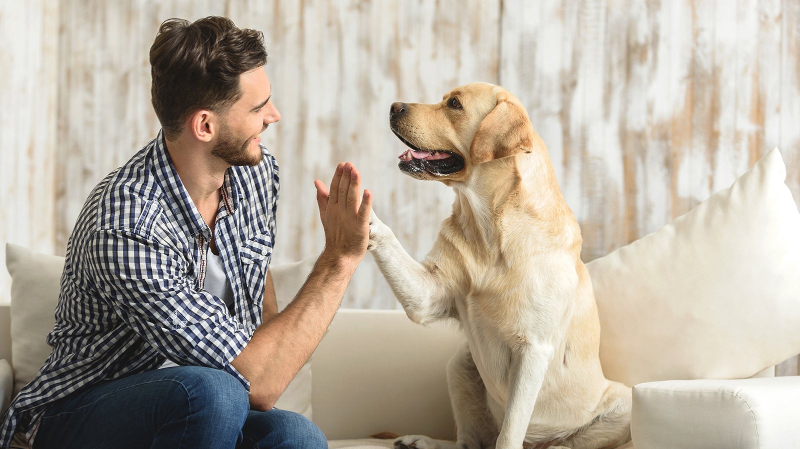 high five human, dog giving a paw to a handsome man in the house