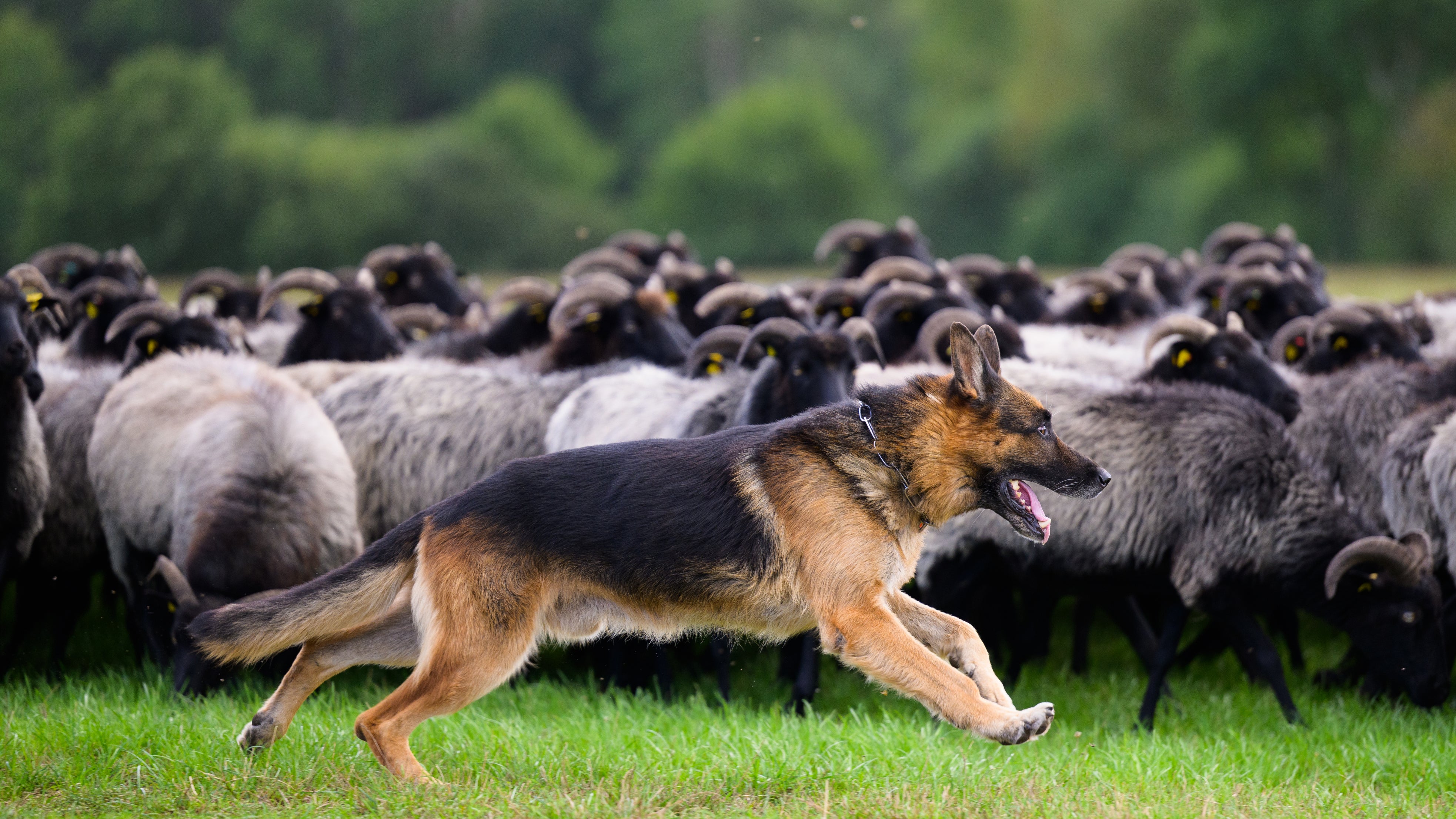 Ein H&uuml;tehund treibt eine Heidschnucken-Herde zusammen. 
