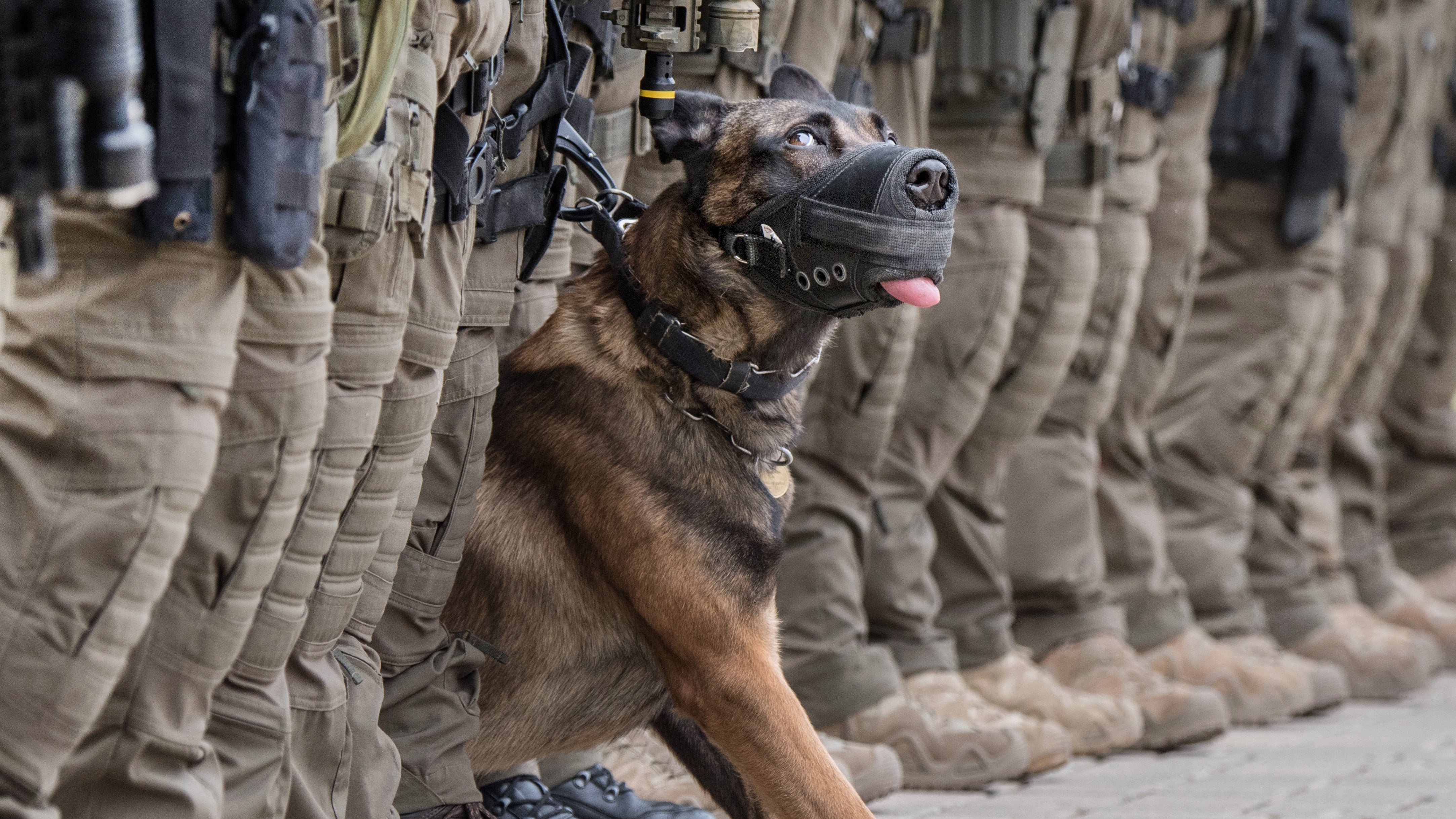 Beamte des Spezialeinsatzkommandos (SEK) der Polizei Frankfurt w&auml;hrend einer &Uuml;bung mit Diensthund. Sie besch&uuml;tzen Beamte, finden Sprengstoff und Rauschgift - Hunde bei Polizei, Zoll, Justiz und Milit&auml;r.

