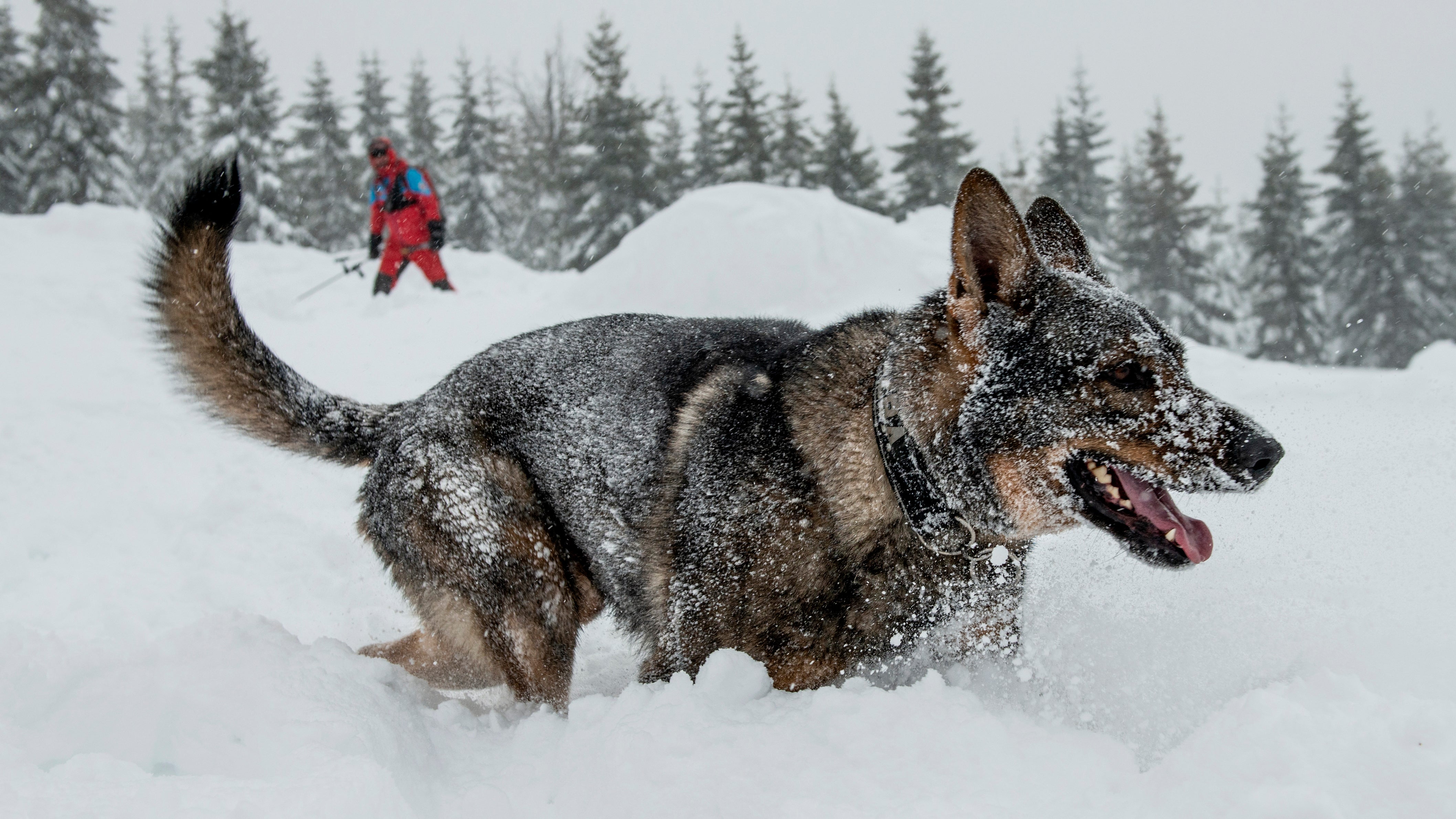 Ein Lawinensuchhund l&auml;uft bei einer &Uuml;bung durch den Schnee. Hauseinst&uuml;rze nach Erdbeben und Explosionen, schwere Verkehrsunf&auml;lle, Lawinenabg&auml;nge oder die Suche nach vermissten Demenzkranken - die Liste m&ouml;glicher Eins&auml;tze f&uuml;r Rettungshunde ist lang. 