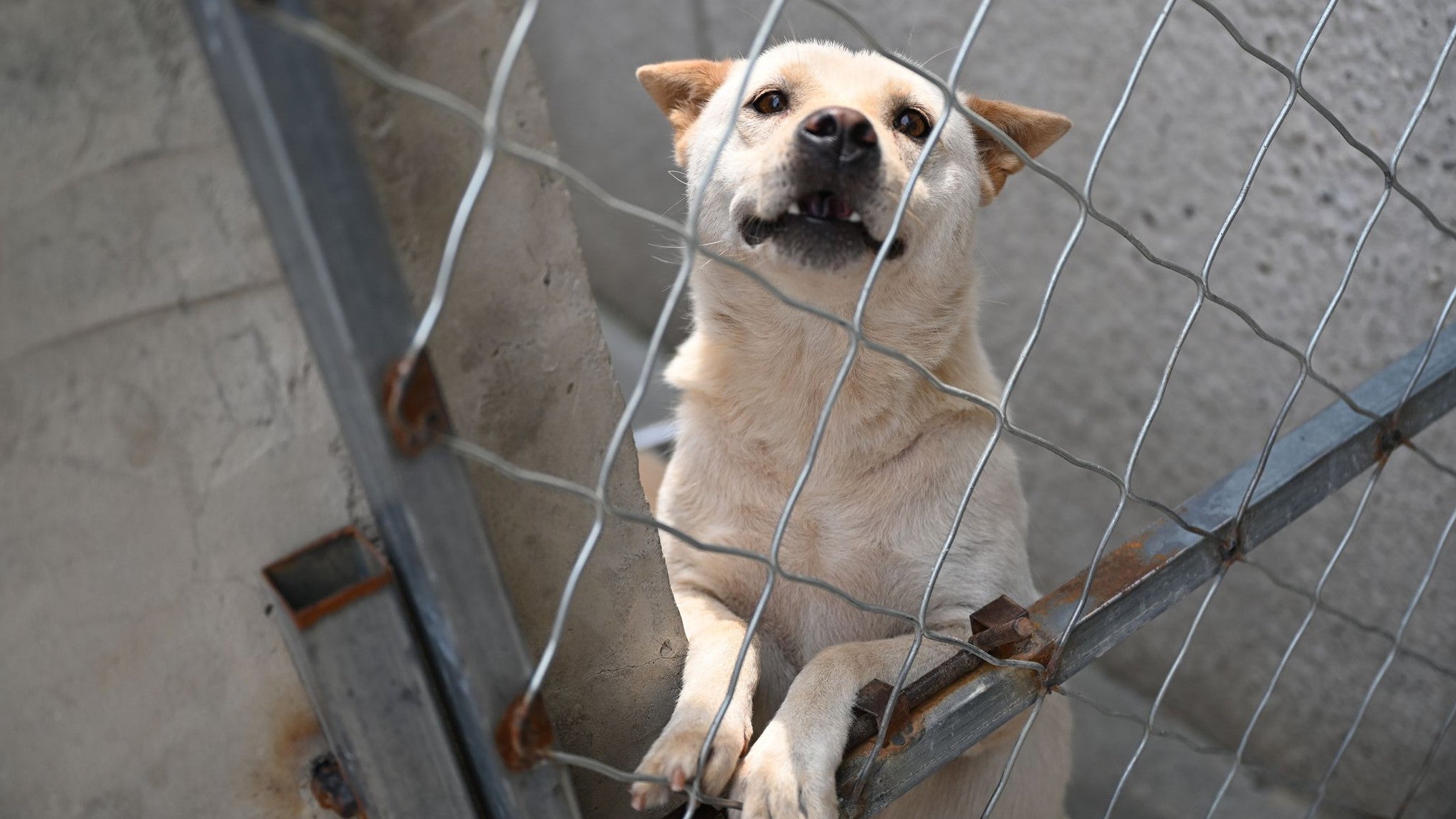 08.07.2025, China, Langfang: Ein aus Yulin geretteter Hund st&uuml;tzt sich an einem K&auml;figtor auf. In China halten sich immer mehr Menschen Hunde und Katzen, doch manche Tiere werden von ihren Besitzern wieder ausgesetzt. Auf dem Hof von Zhao Xinqi leben rund 500 Hunde, die der Chinese dort aufgenommen hat oder vor dem Hundefleisch-Fest in der Stadt Yulin gerettet hat. (Johannes Neudecker/dpa)