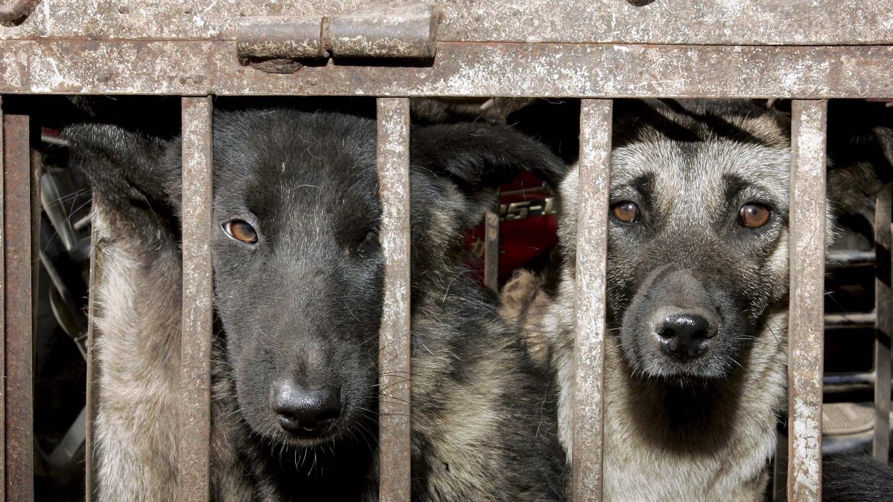 ARCHIV - 04.06.2006, China, Lijiang: Hunde, die geschlachtet werden sollen, sitzen in einem K&permil;fig auf einem Tiermarkt in Lijang in der chinesischen Provinz Yunnan. Die Tiere sollen wegen ihres Fleisches geschlachtet werden, das in Teilen Asiens als Lebensmittel beliebt ist. (Illustration zu dpa: Initiative: 30 Millionen Hunde jedes Jahr in Asien geschlachtet) Foto: epa Michael Reynolds/epa/dpa +++ dpa-Bildfunk +++